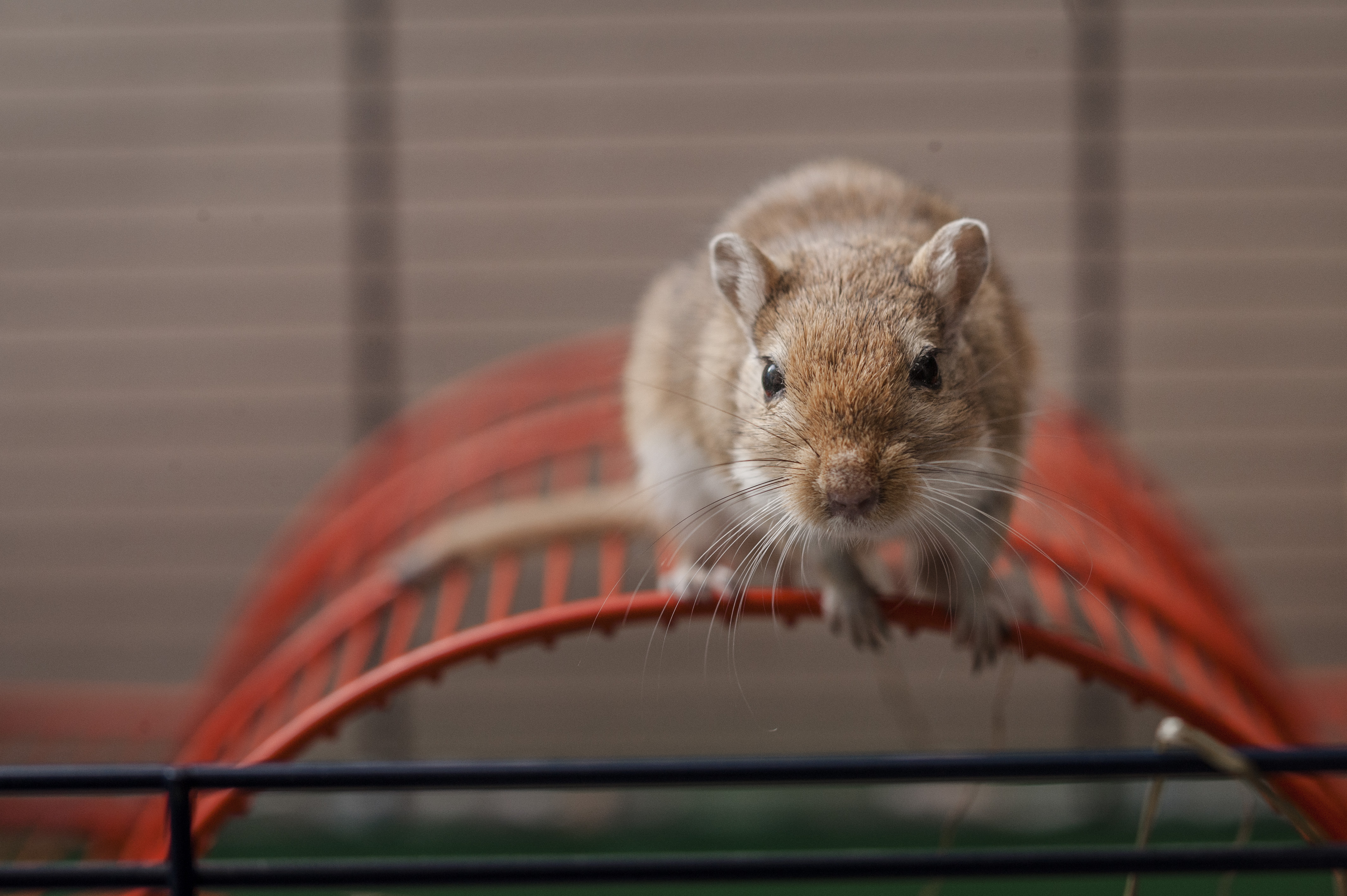 Gerbil sat on the top of a gerbil wheel looking into camera