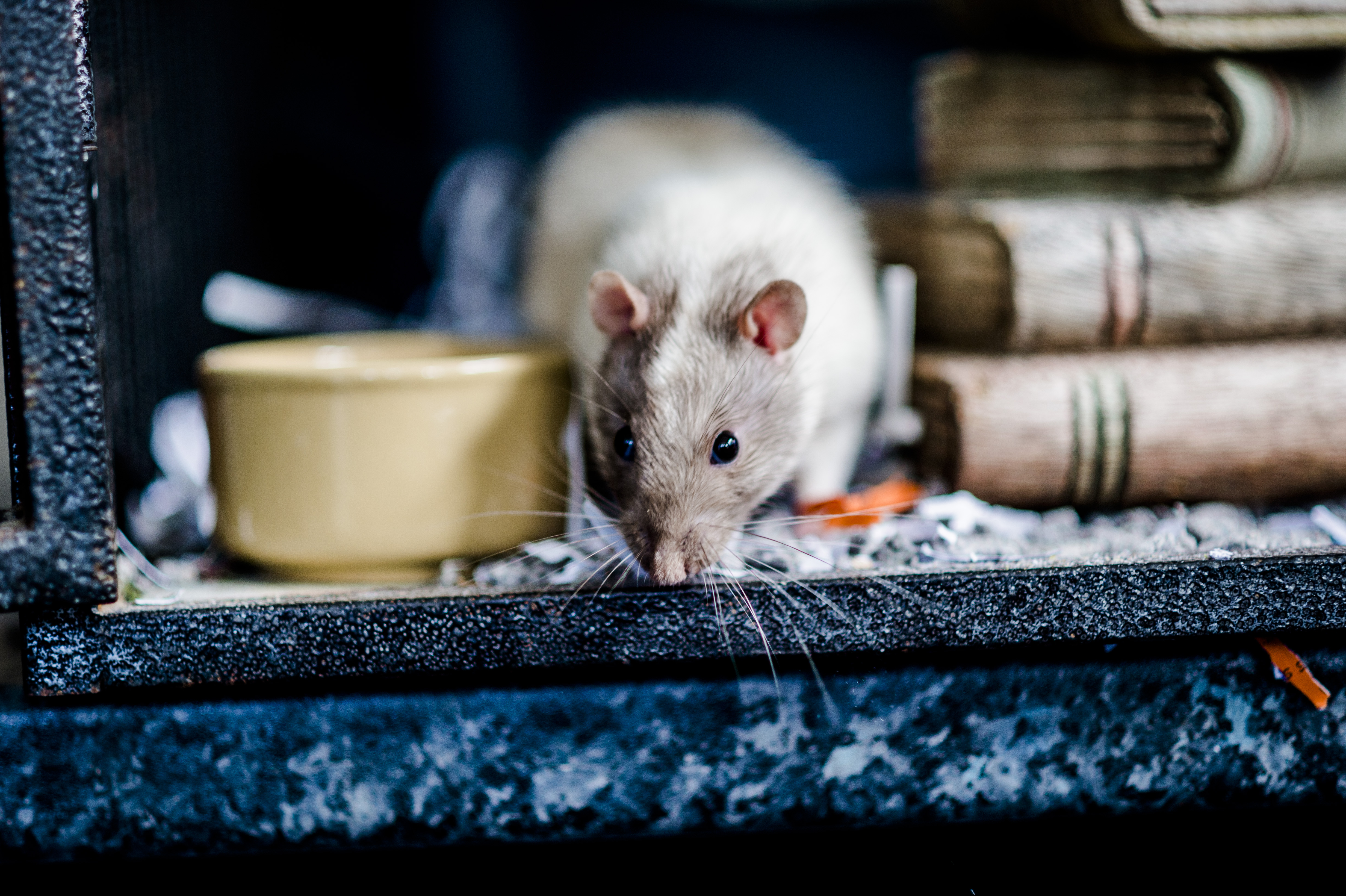 Rat next to food bowl