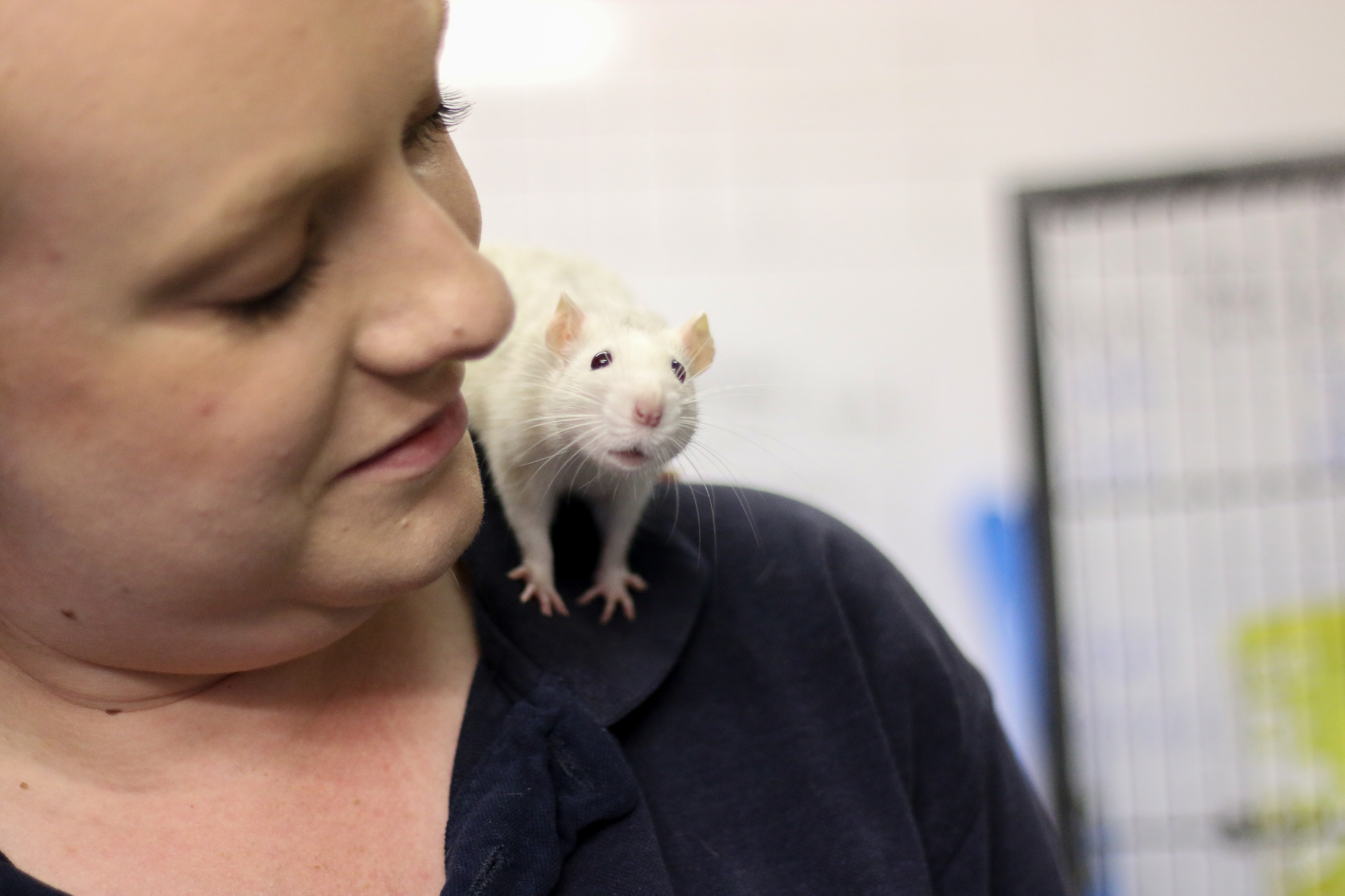 Rat on a woman's shoulder looking to camera