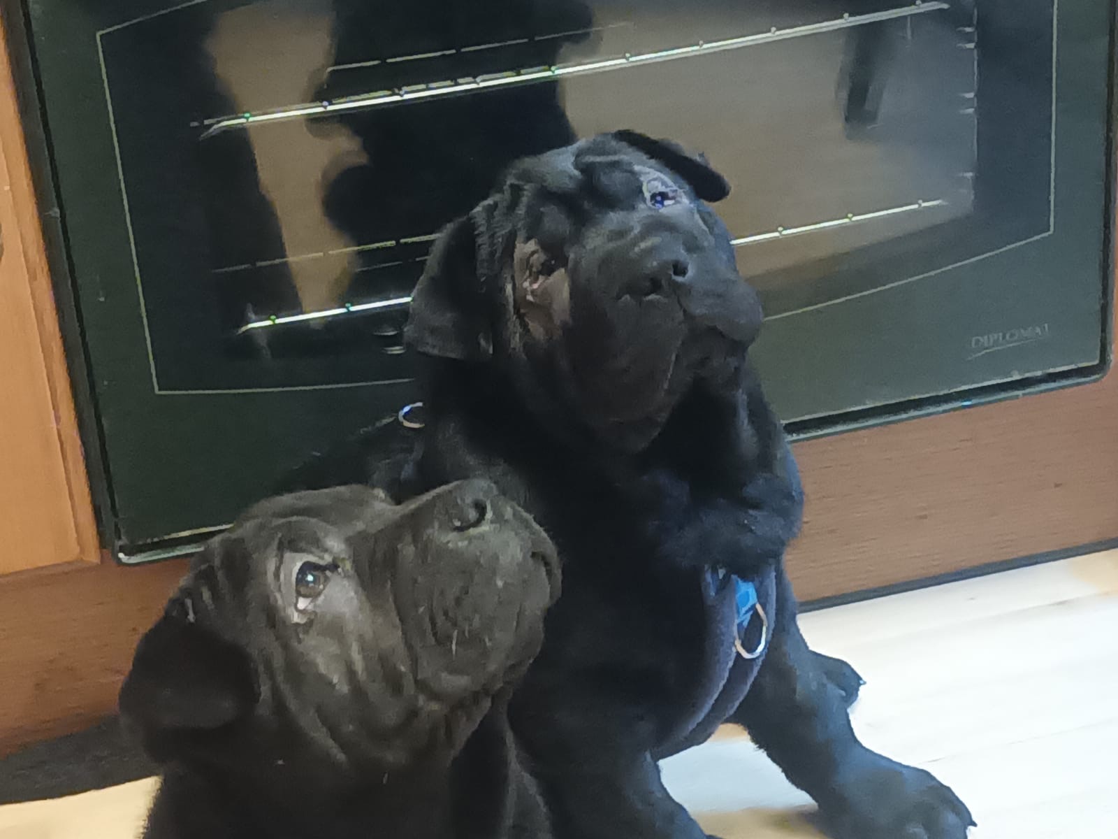 Two black shar pei puppies looking up