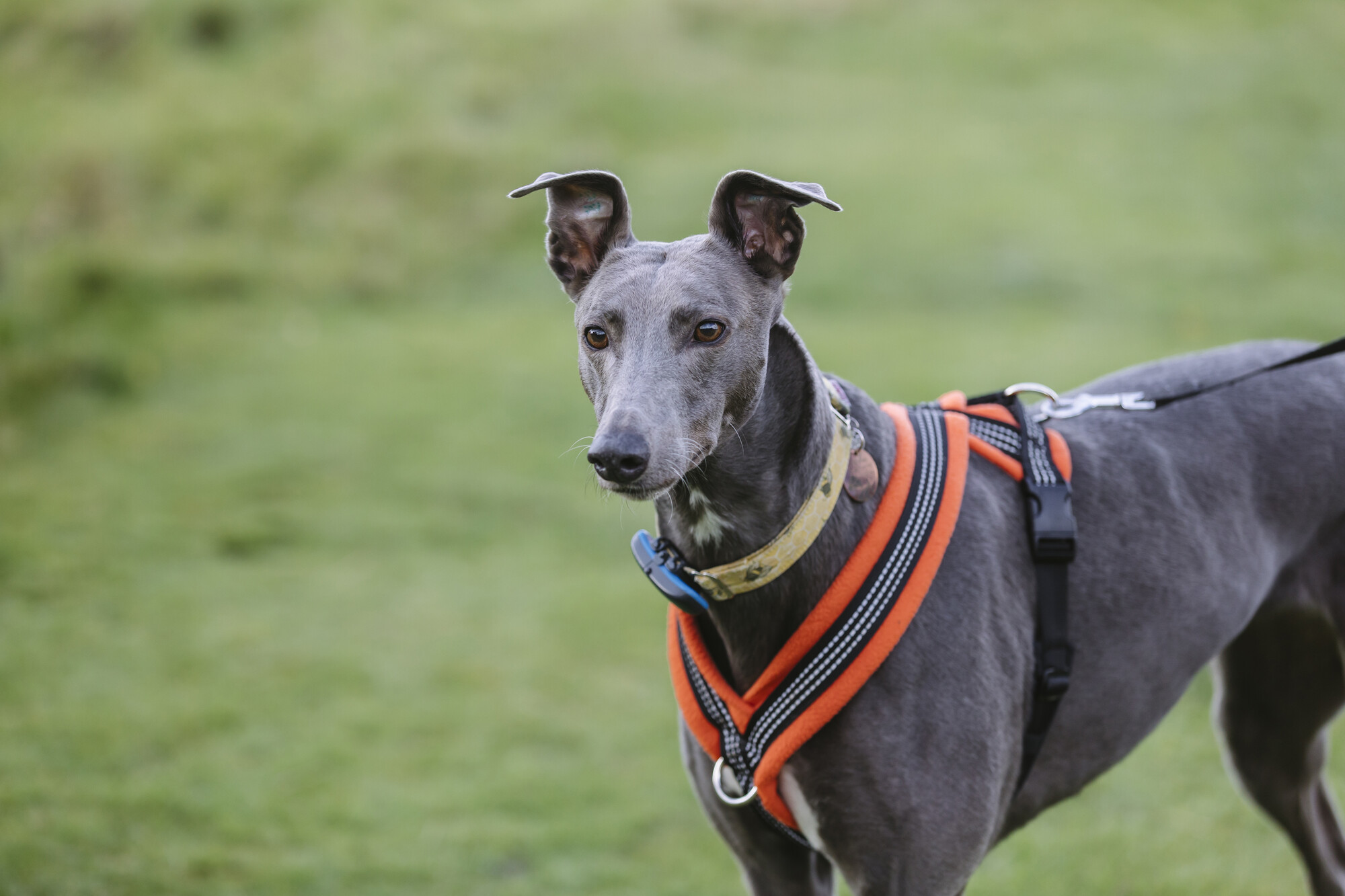 Bleu out on a walk with her ears up, looking into the distance, wearing an orange harness
