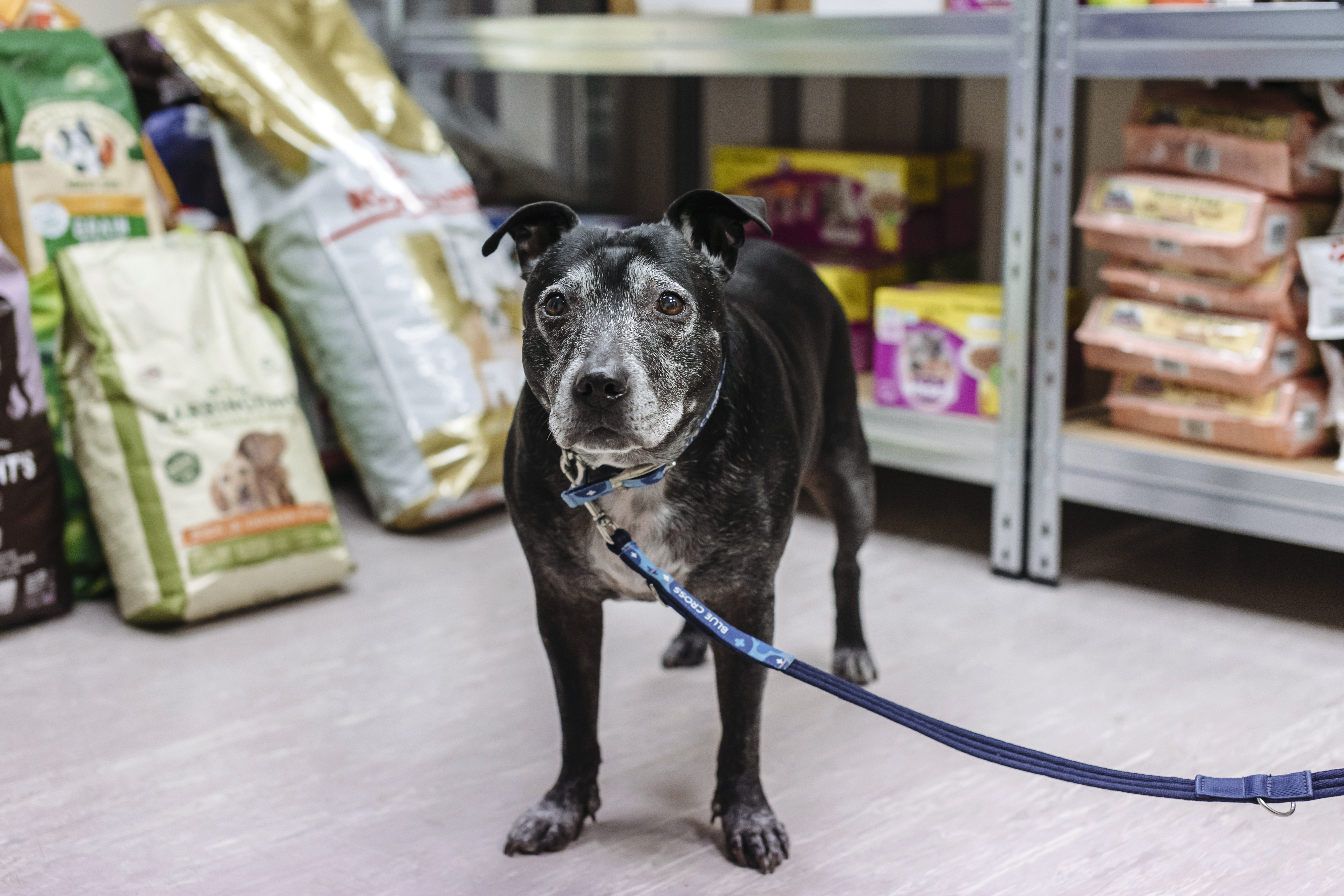 Black Staffordshire bull terrier in a pet food bank