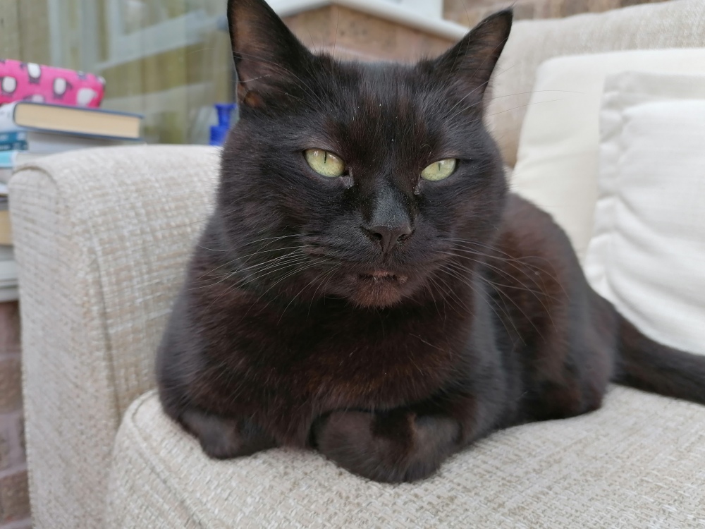 A black cat with striking green eyes