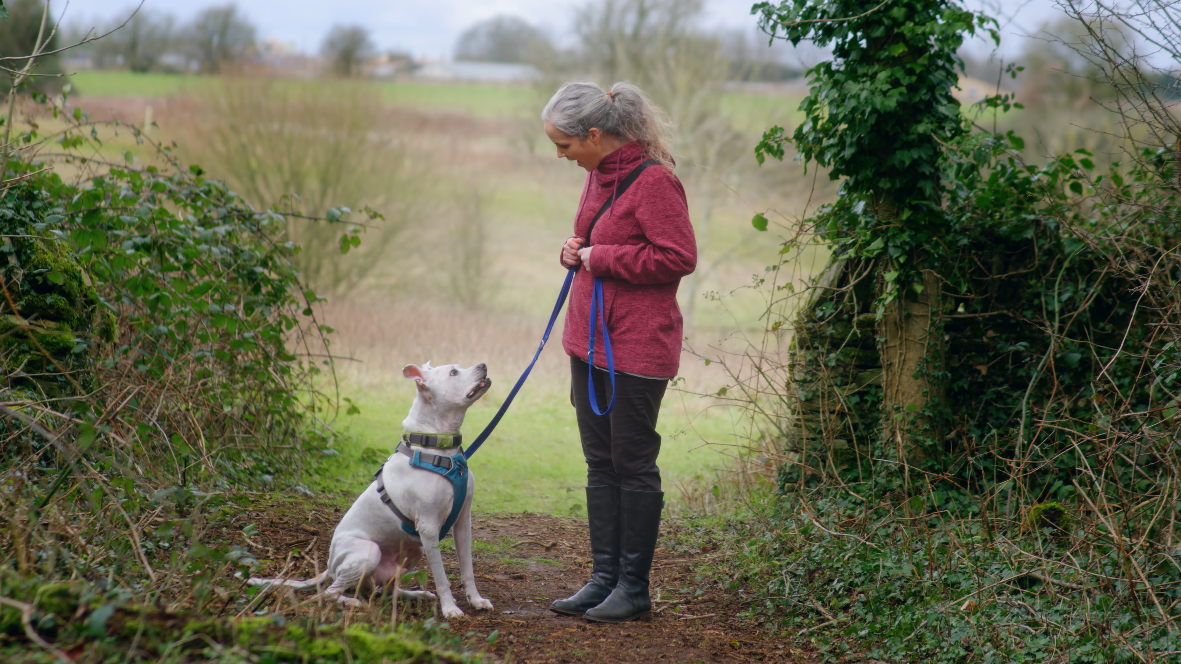 Woman with white Staffordshire bull terrier on lead on a walk