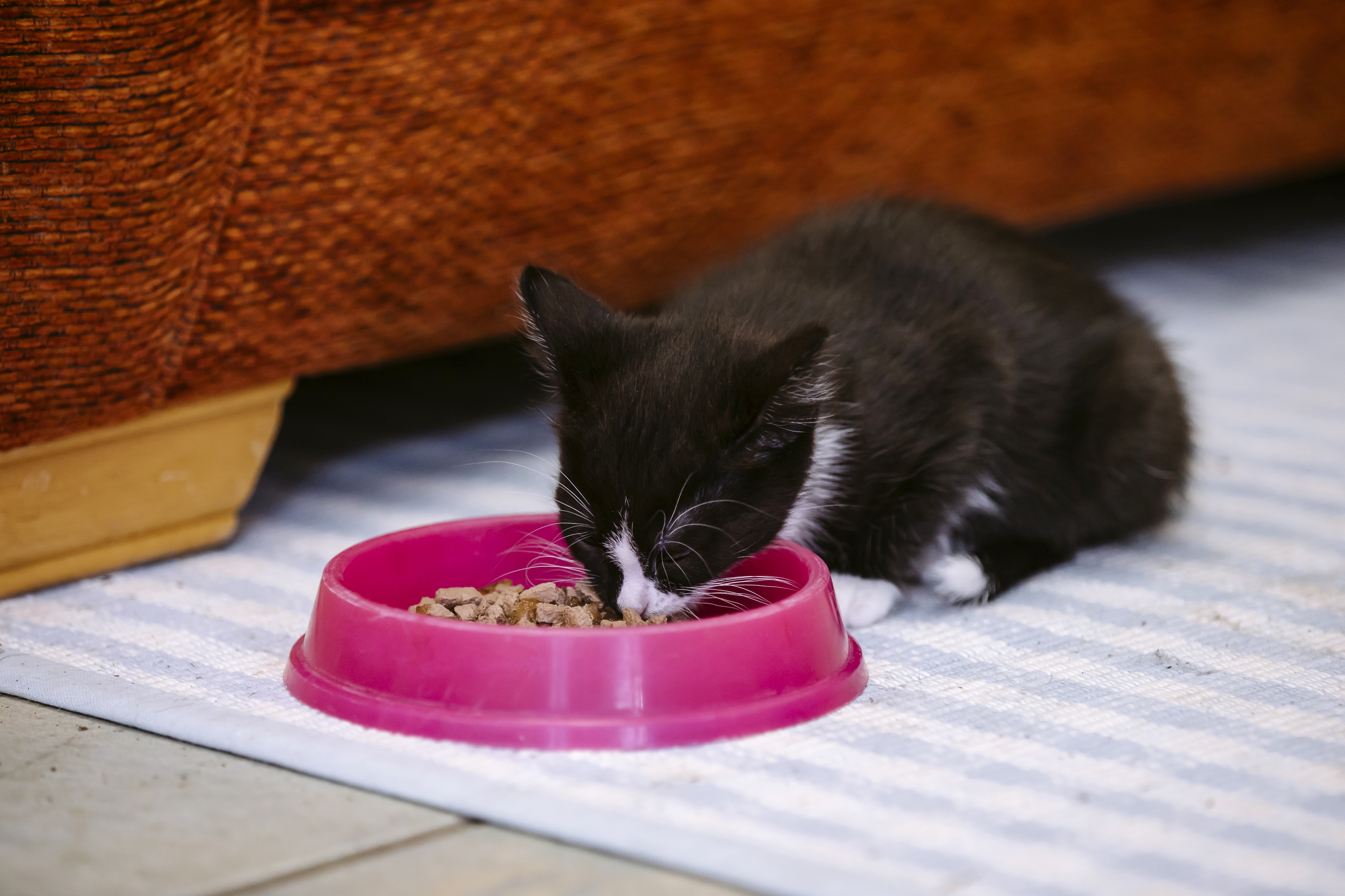 Black kitten eating out of pink bowl