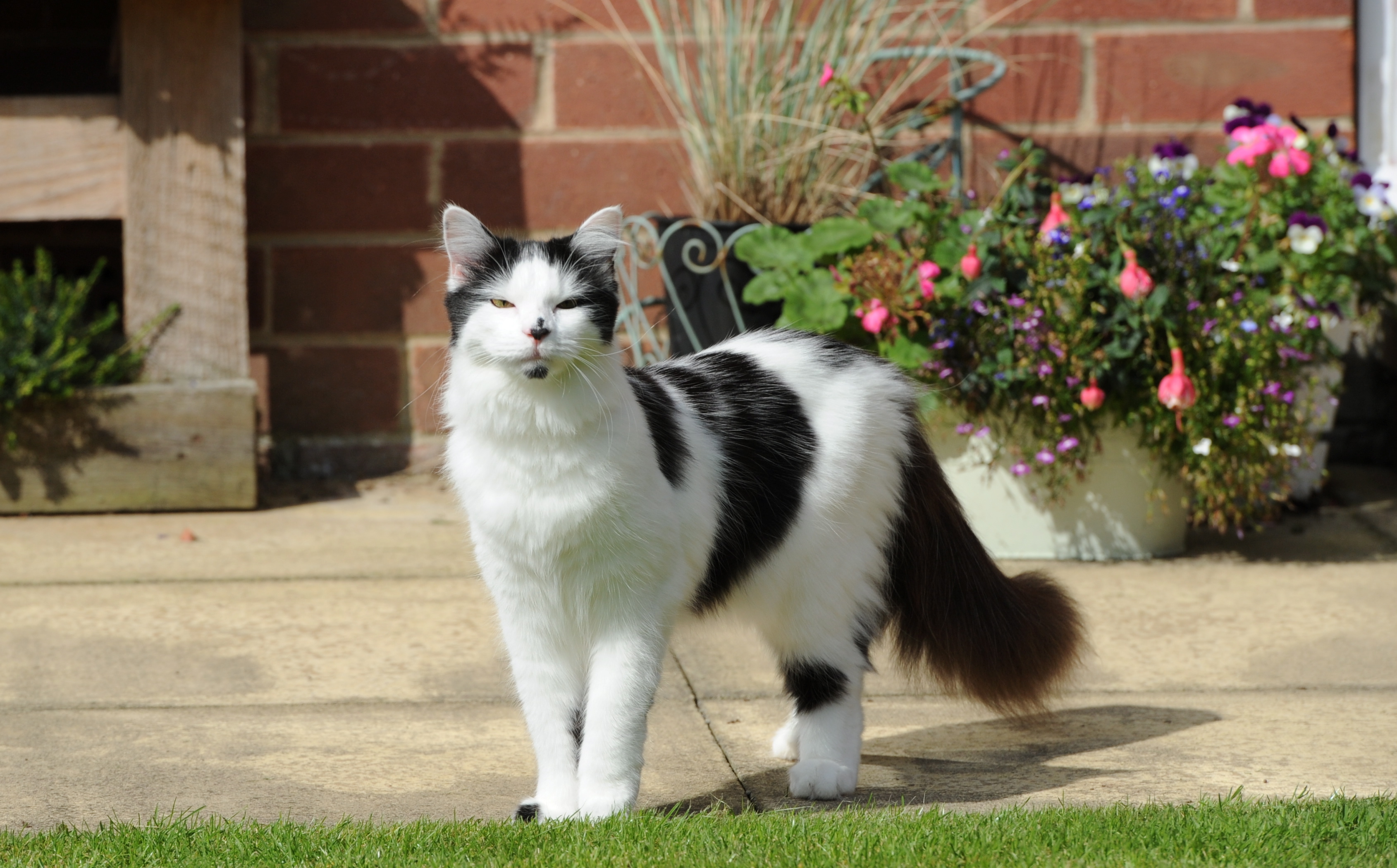 Black and white cat standing next to some potted flowers outside