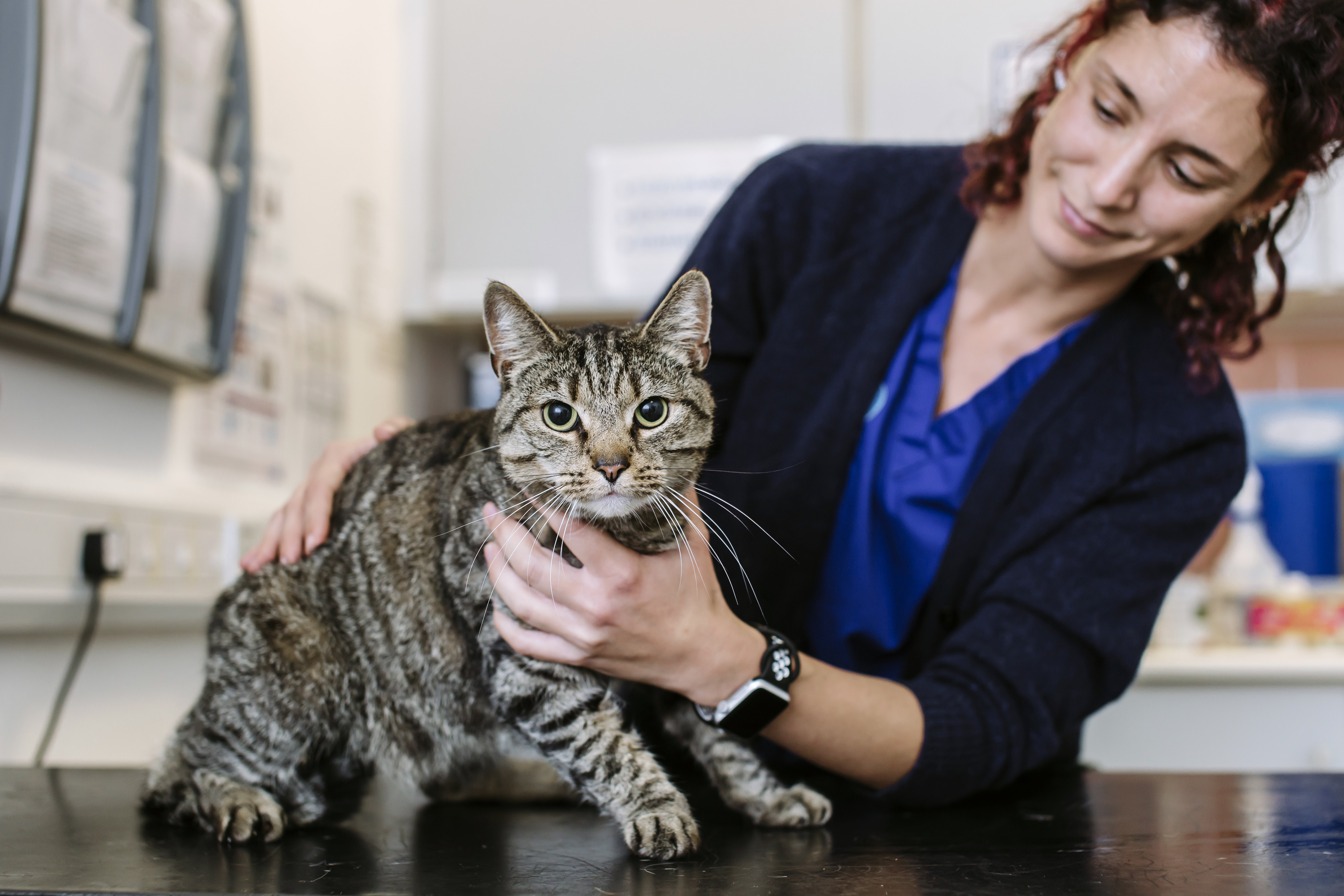 Cat on vet table being held by Blue Cross vet