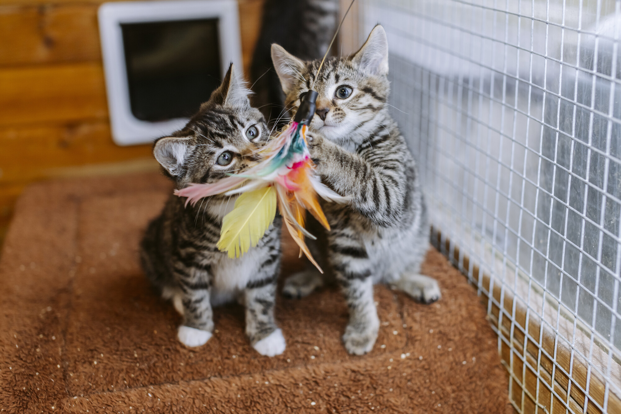 Two of the kittens playing in their cat chalet with a feather rod toy