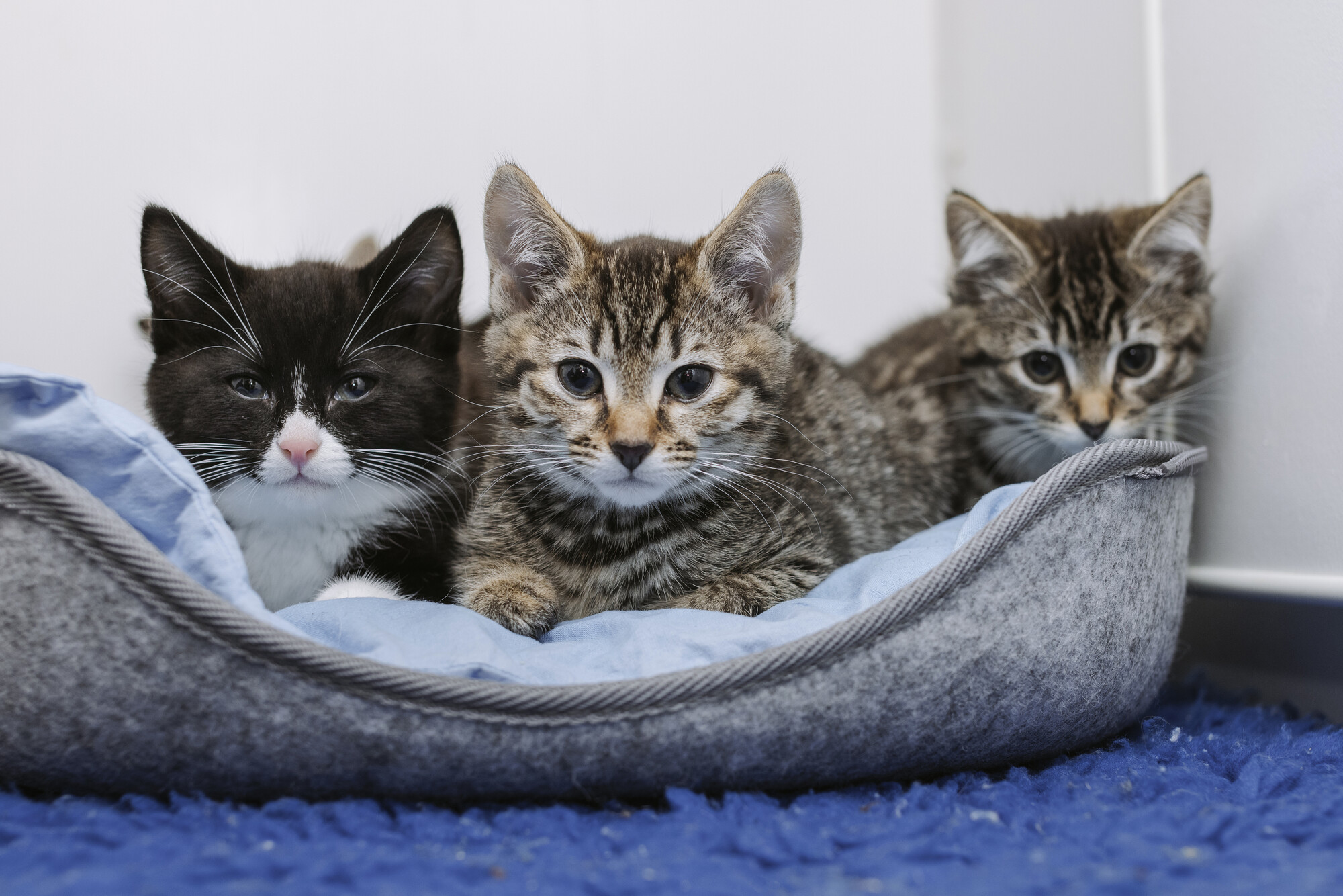 Three of the kittens lying in a blue and grey bed looking to camera