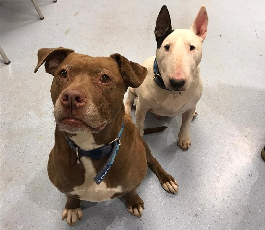Floyd, a brown staffie cross, sitting in front of best pal Sugar, an English bull terrier