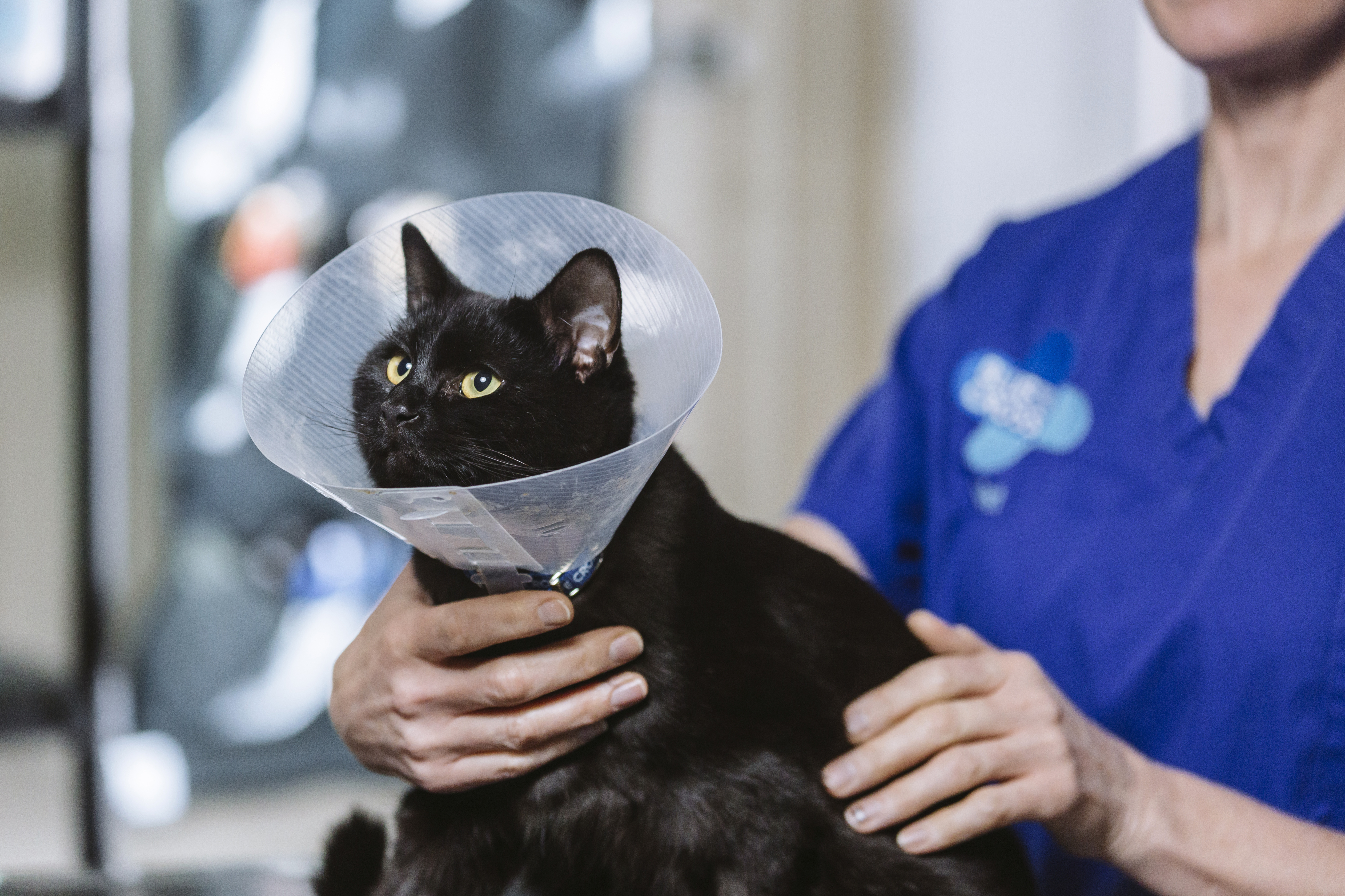 Black cat in a cone being seen by a vet