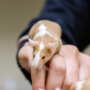Brown and white mouse climbing on someone's hand
