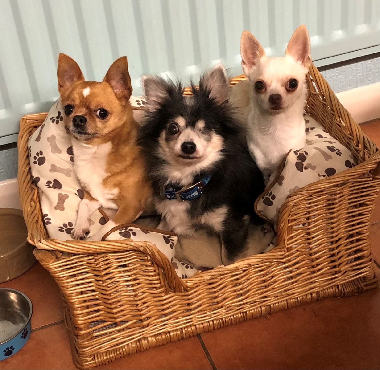 Missy with her two chihuahua friends in foster, all sitting in a dog bed