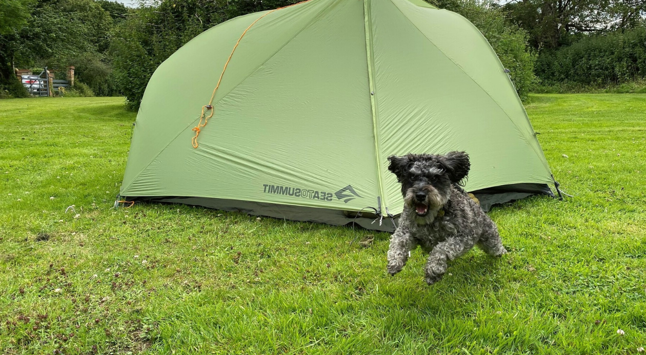 Small grey dog running in front of a green tent in a field