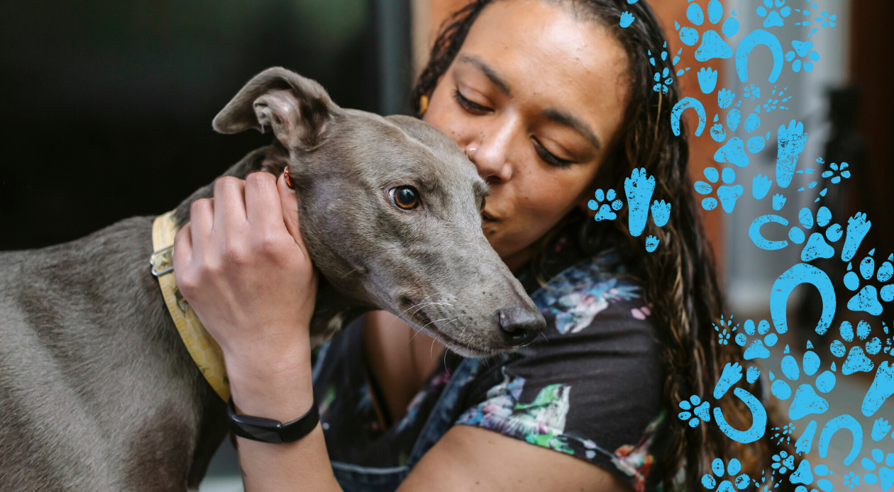 Grey greyhound dog, being touched by women in background