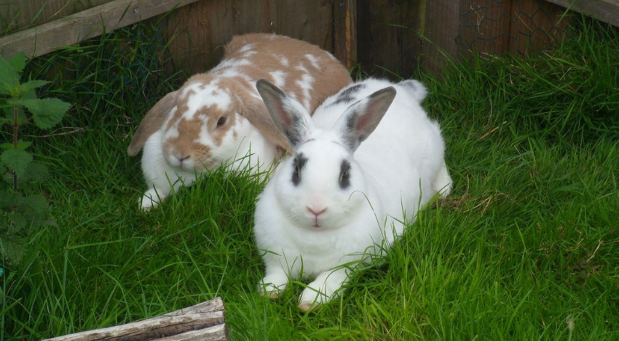 A white and brown rabbit, and a white and grey rabbit lying down on the grass outside