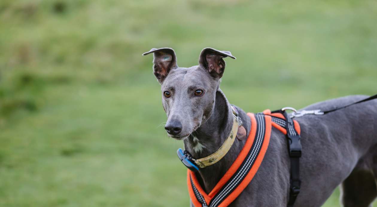 Grey greyhound dog with an orange harness on and grassy background
