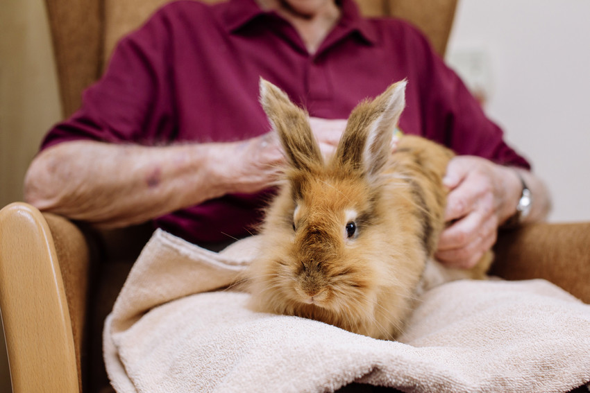 A fluffy rabbit sits on an older person's lap
