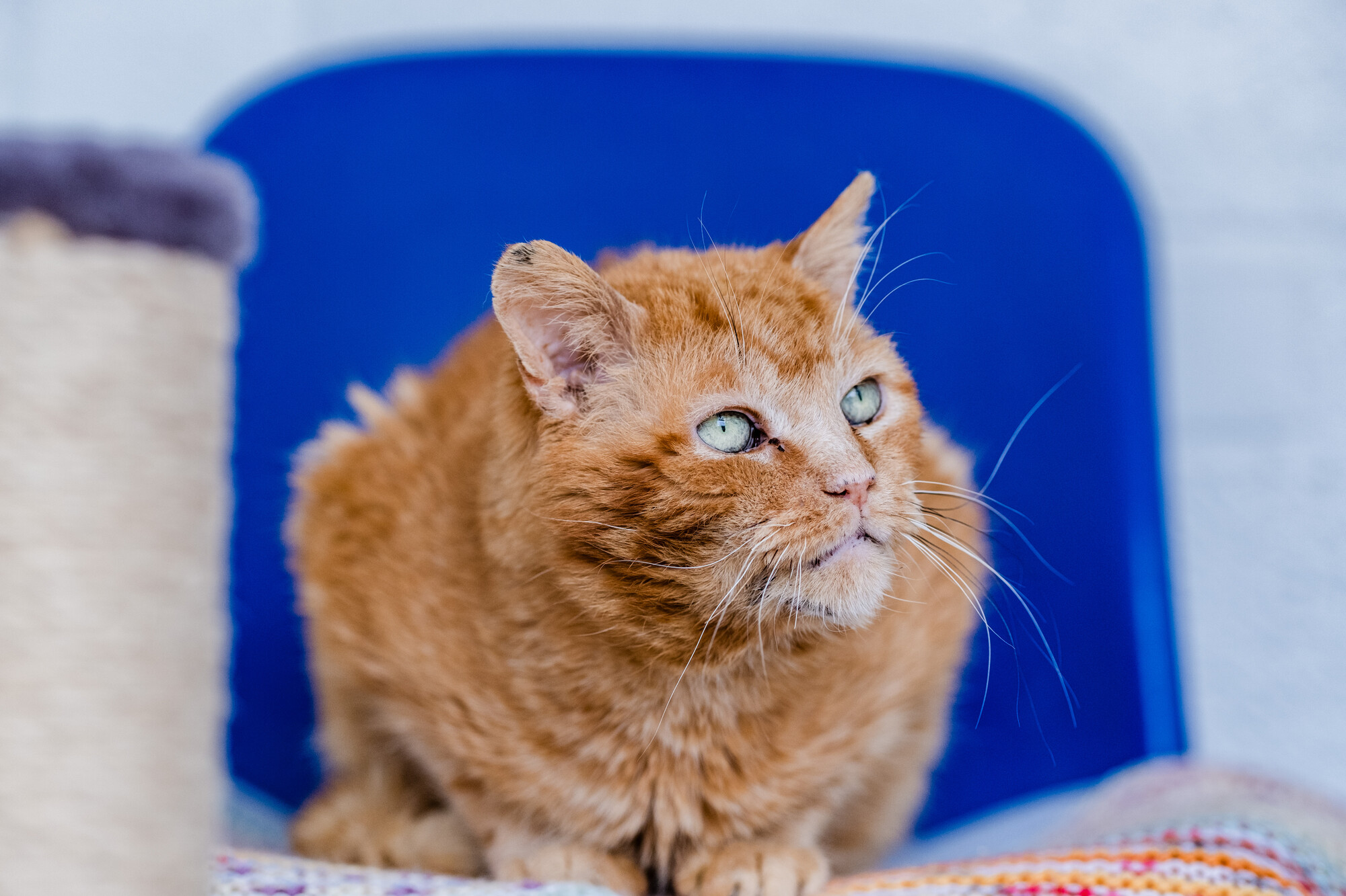 Ginger cat Brian sitting on a blue chair looking up into the distance