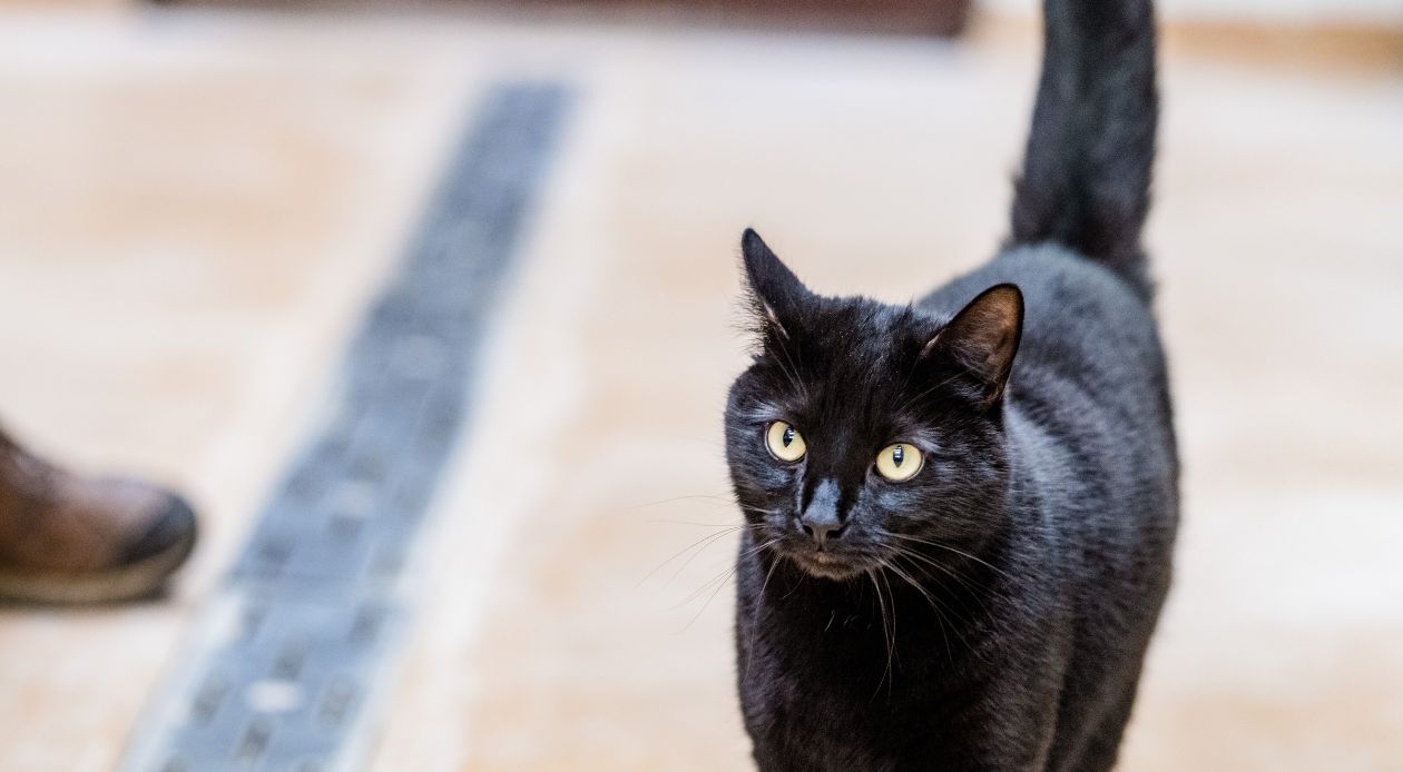 Black cat walking