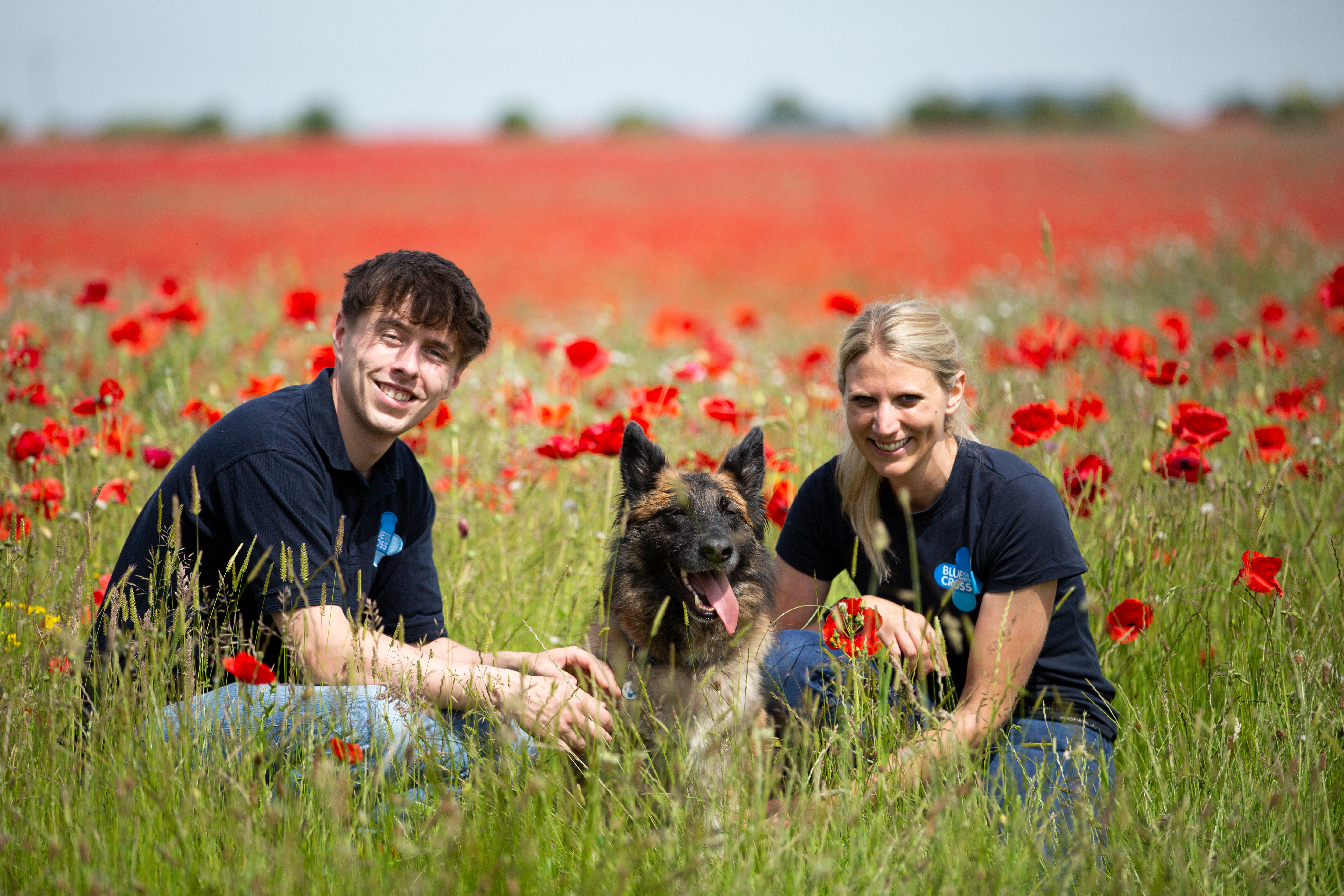 Blue Cross trainer Thomas Rainbow and Blue Cross behaviourist Becky Skyrme crouch down next to a German shepherd dog in a field of red poppies