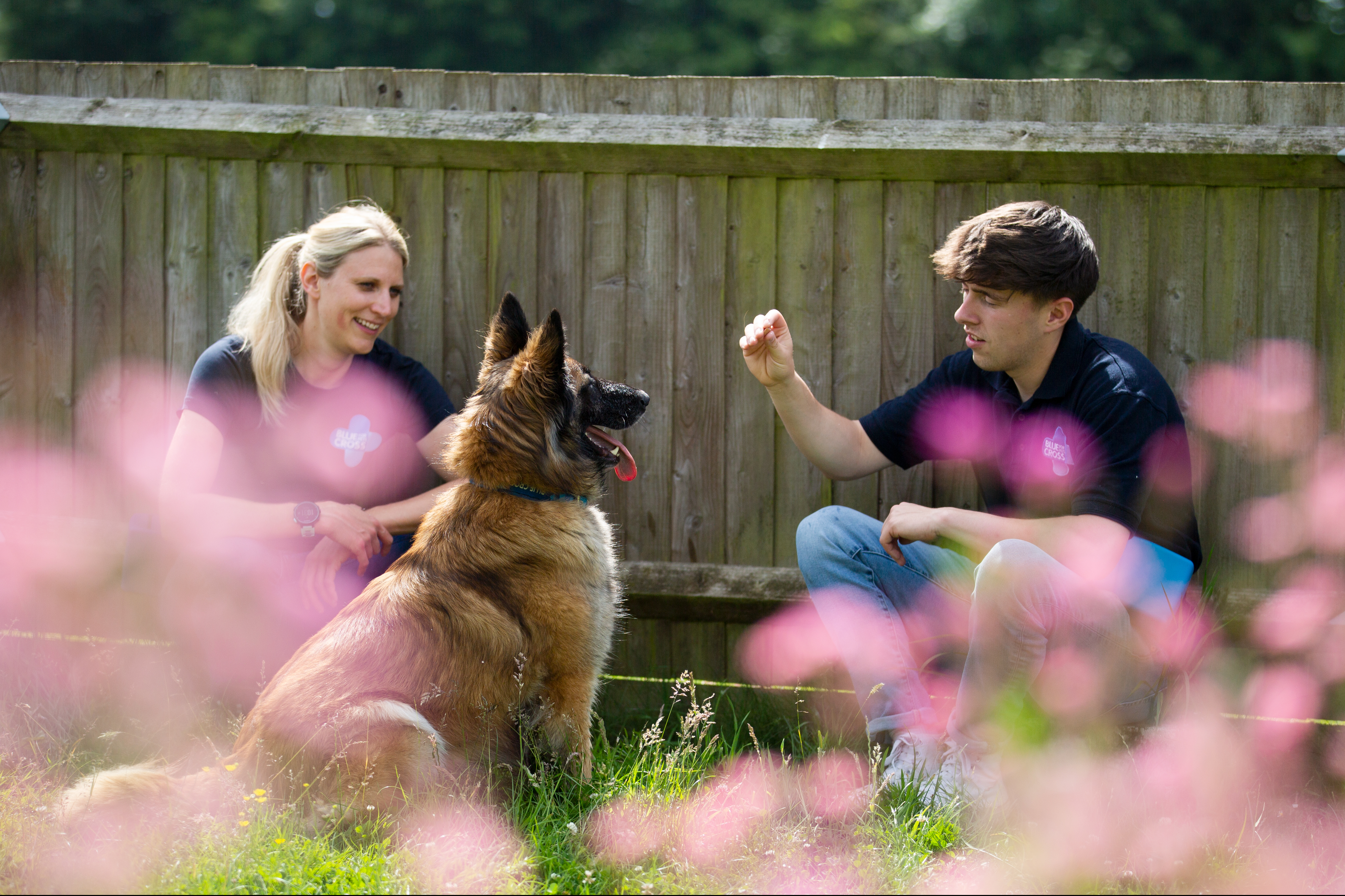 Blue Cross behaviourist Becky Skyrme and Blue Cross trainer Thomas Rainbow look towards a German shepherd dog who sits in between the pair. Thomas has his hand, containing a treat, raised as the dog sits and looks at Thomas.