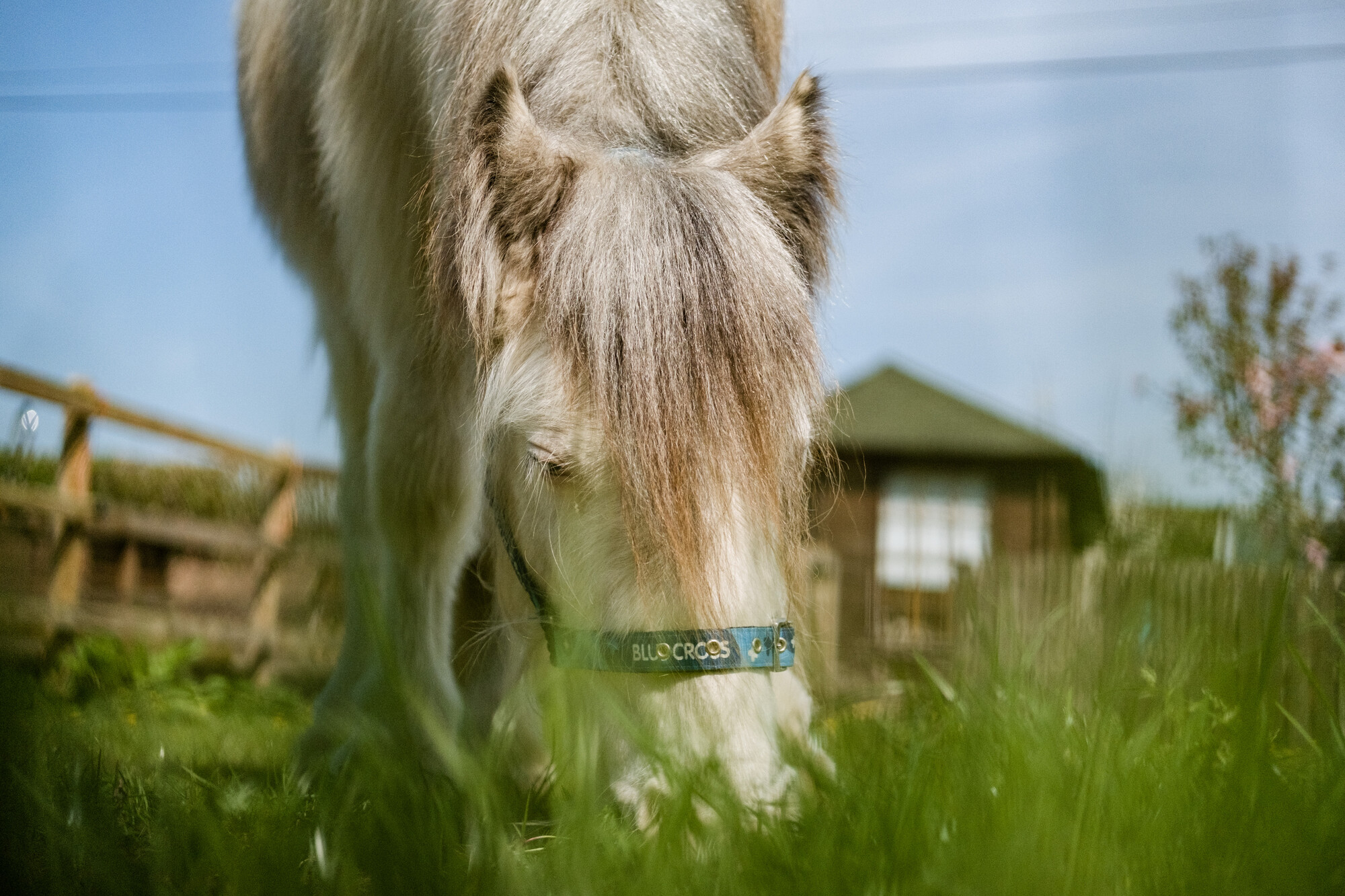 Stan is enjoying a munch on some fresh green grass and wearing a Blue Cross headcollar