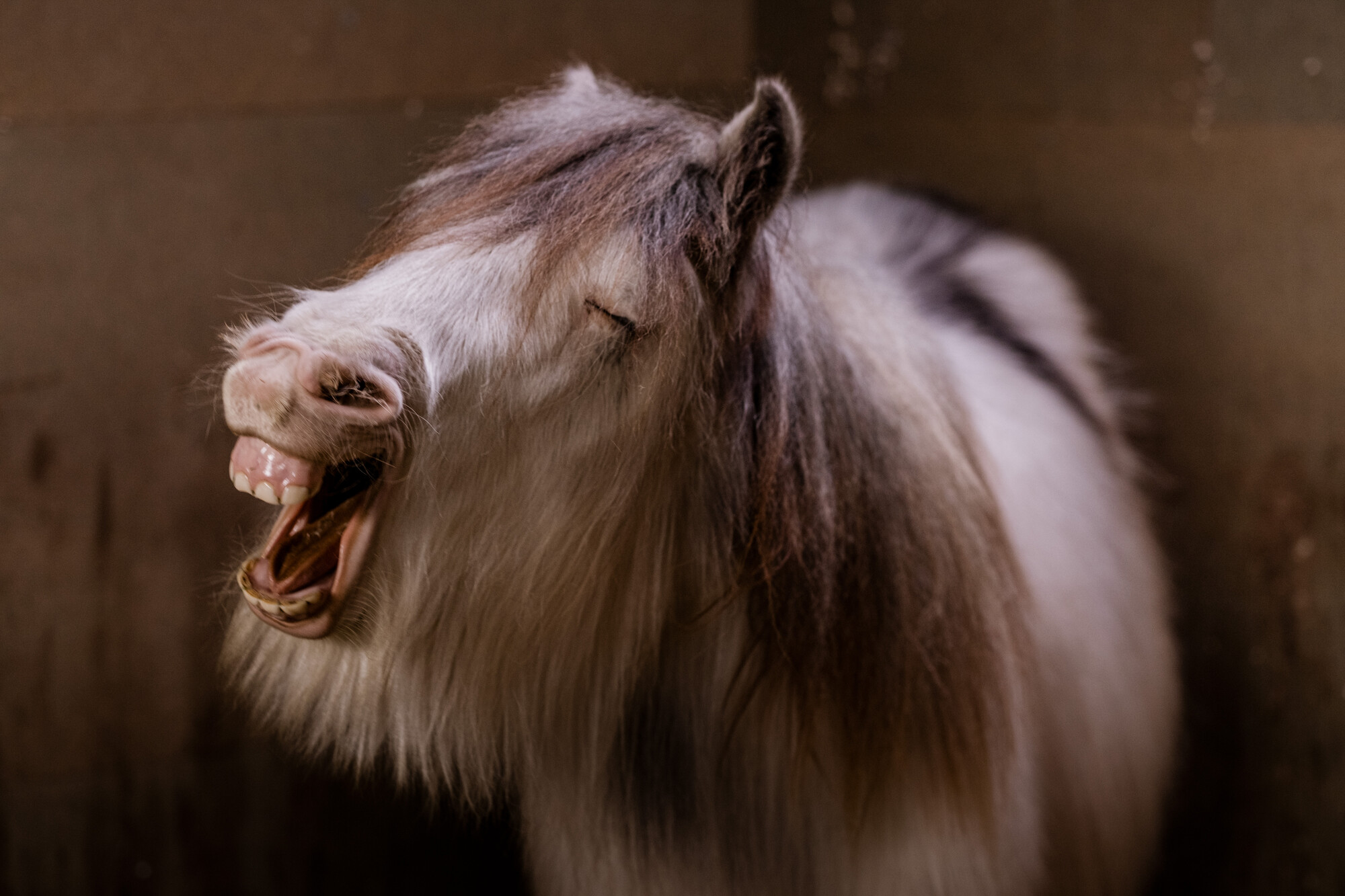 Stan pulling a funny face and showing all of his teeth in his stable