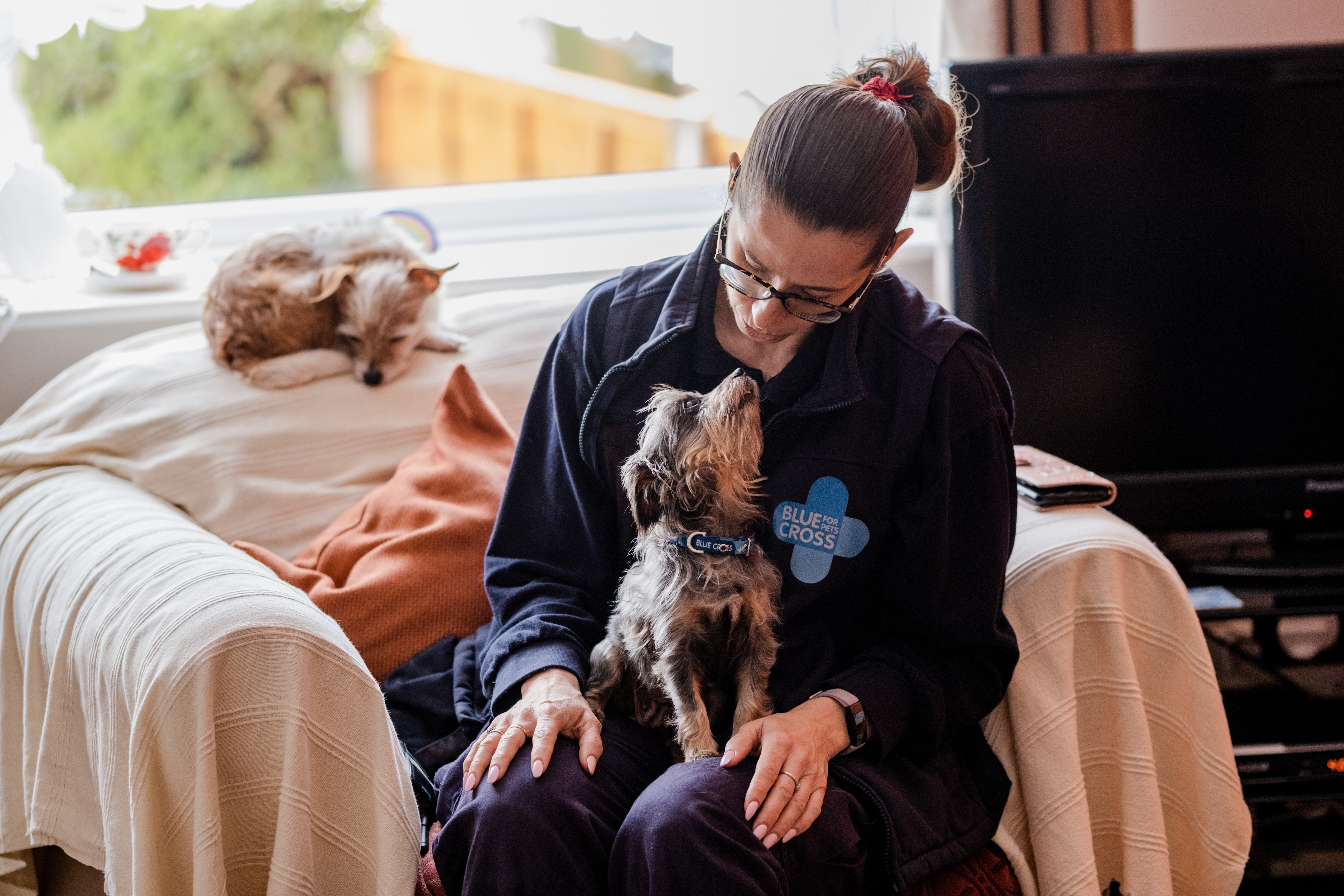 A small dog lying on the sofa, with another small dog sitting on one of our team's lap looking up at her