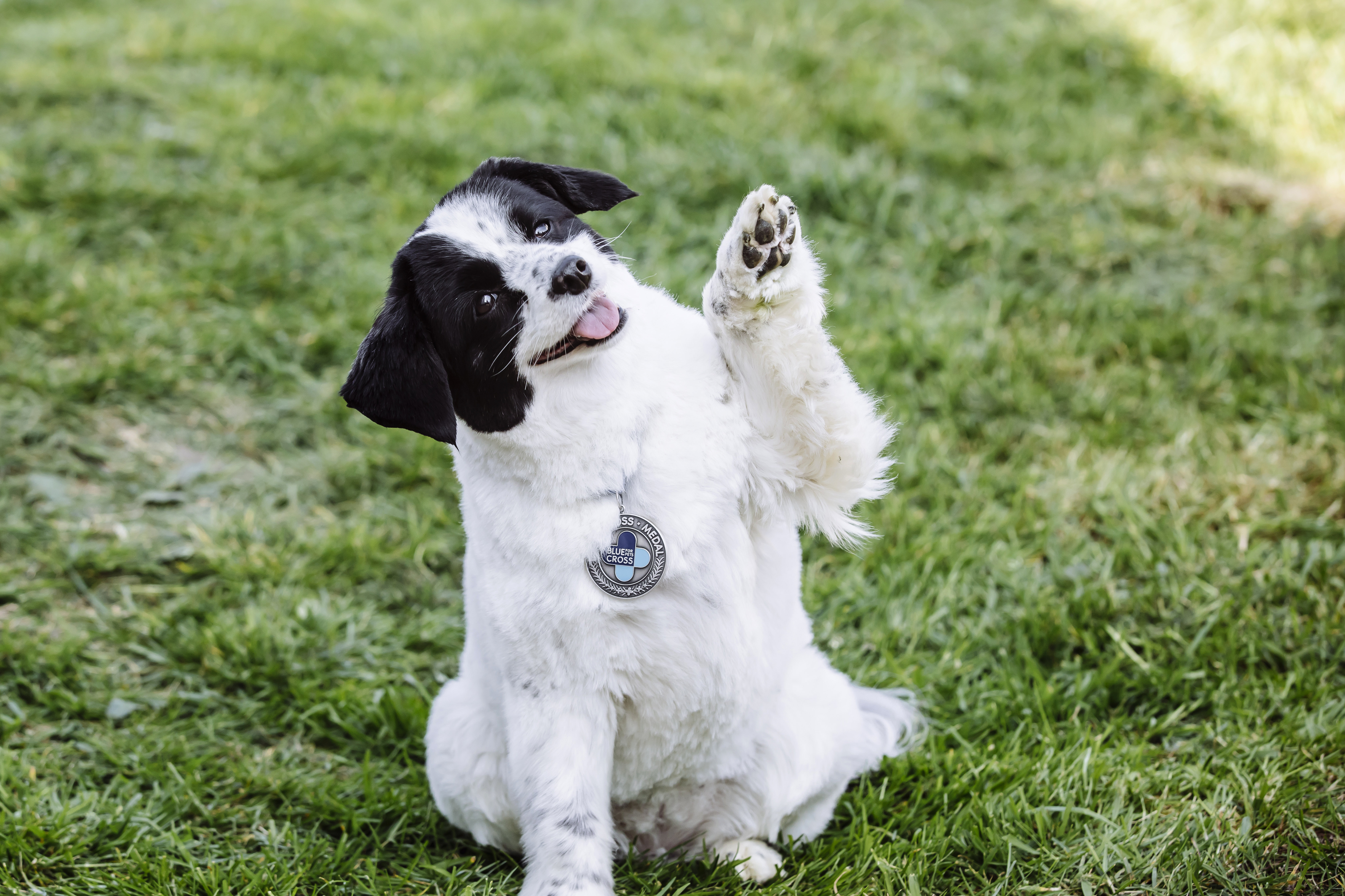 A smiling dog with one paw up wearing a Blue Cross medal