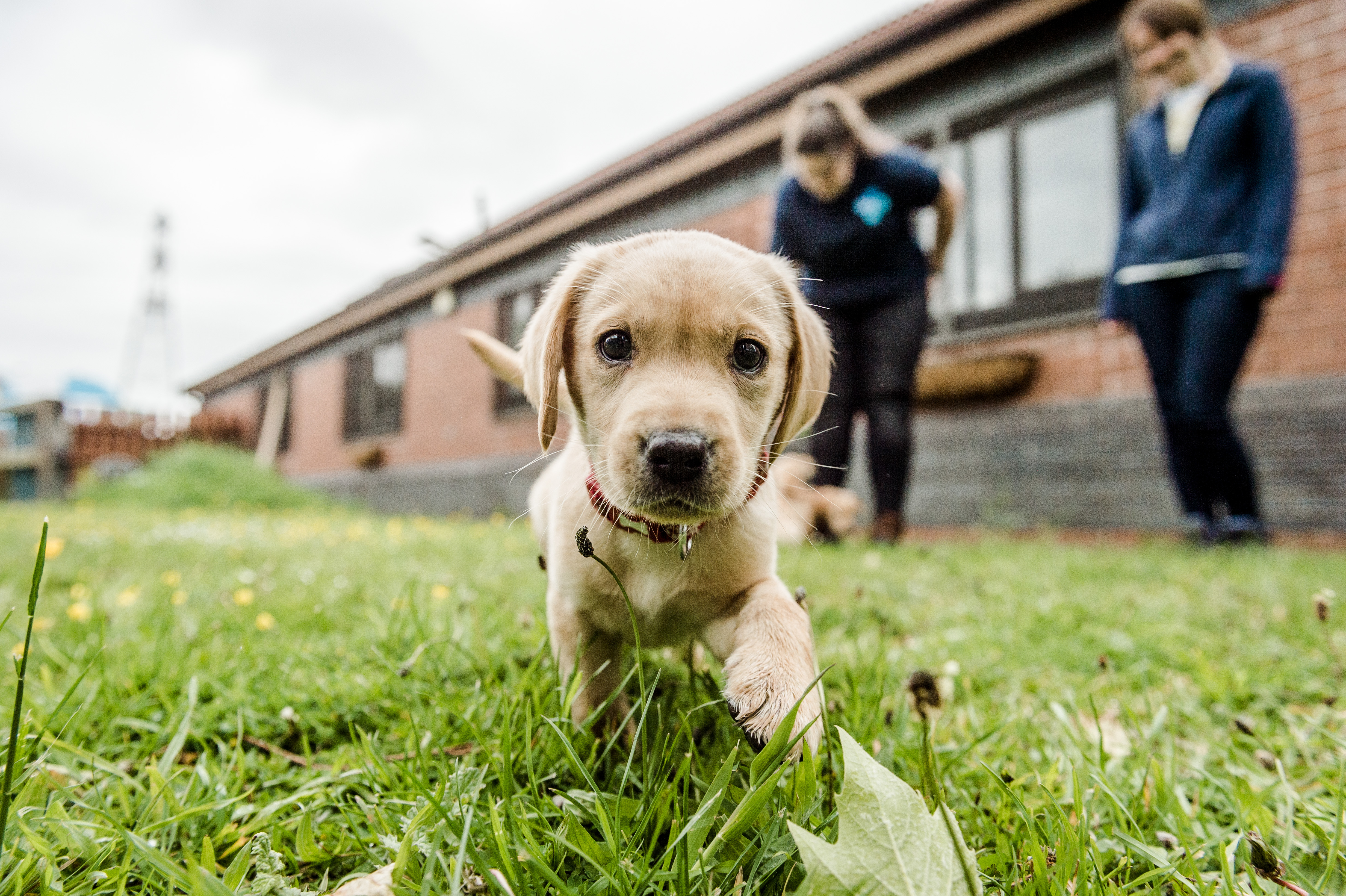 Yellow Labrador puppy on grass with two Blue Cross staff members in the background