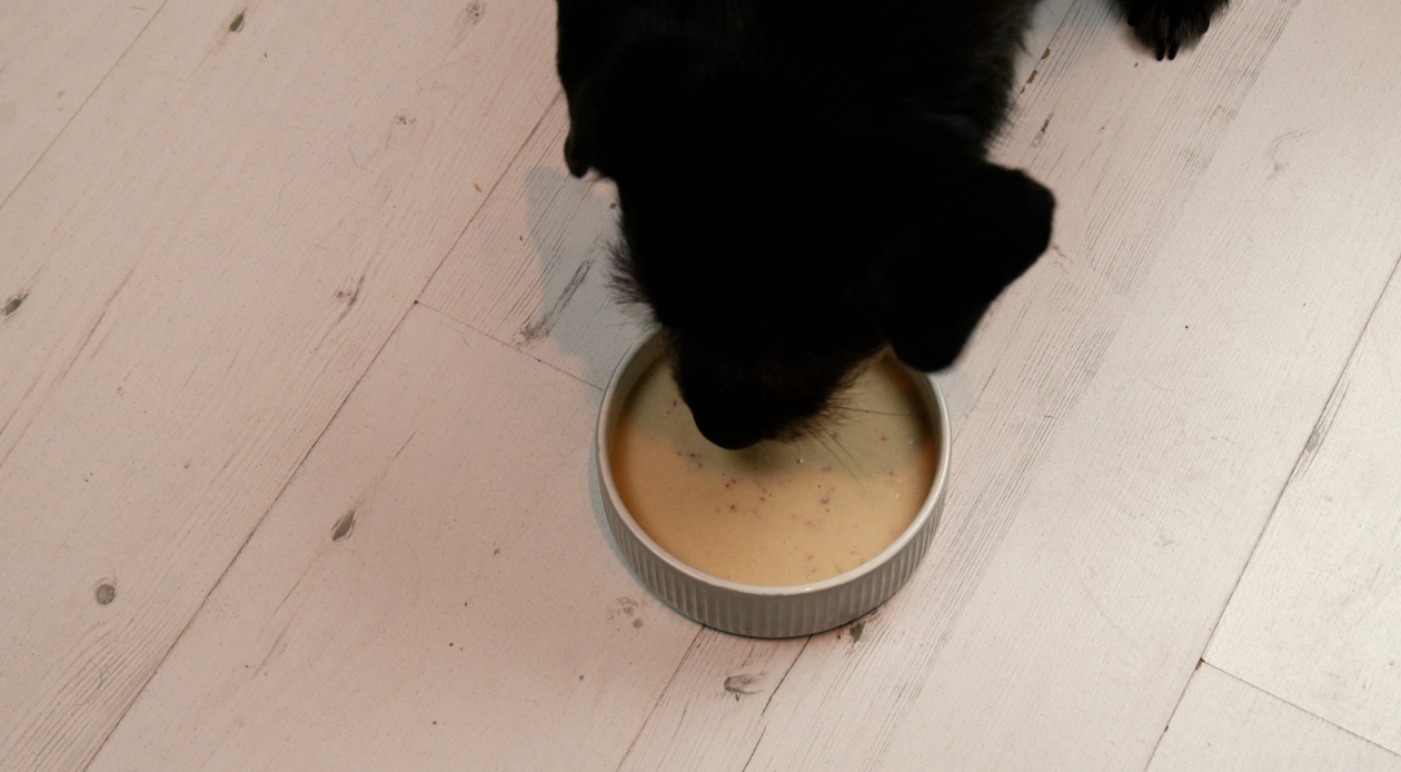 Black dog eating a smoothie in bowl