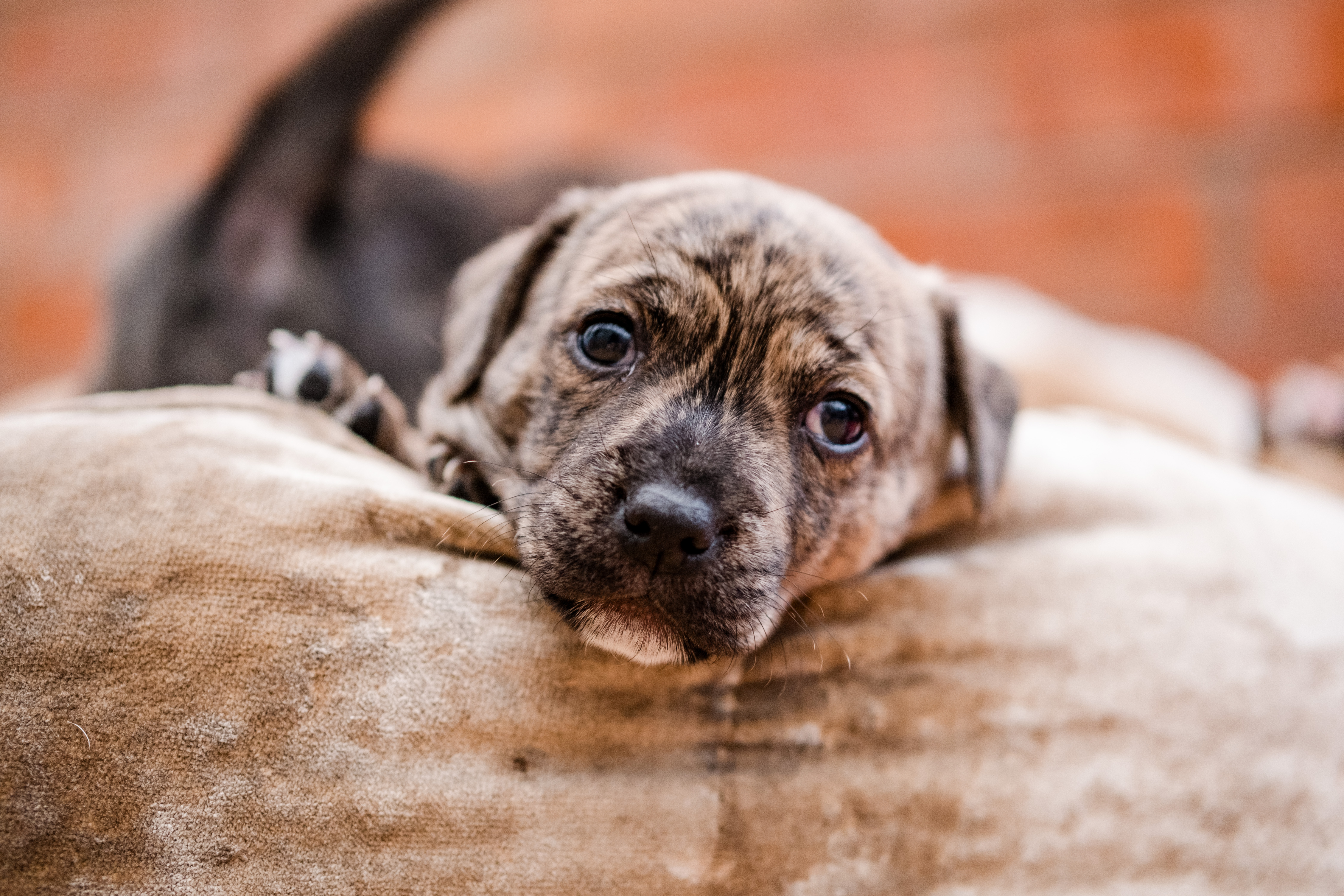 Puppy looking into camera