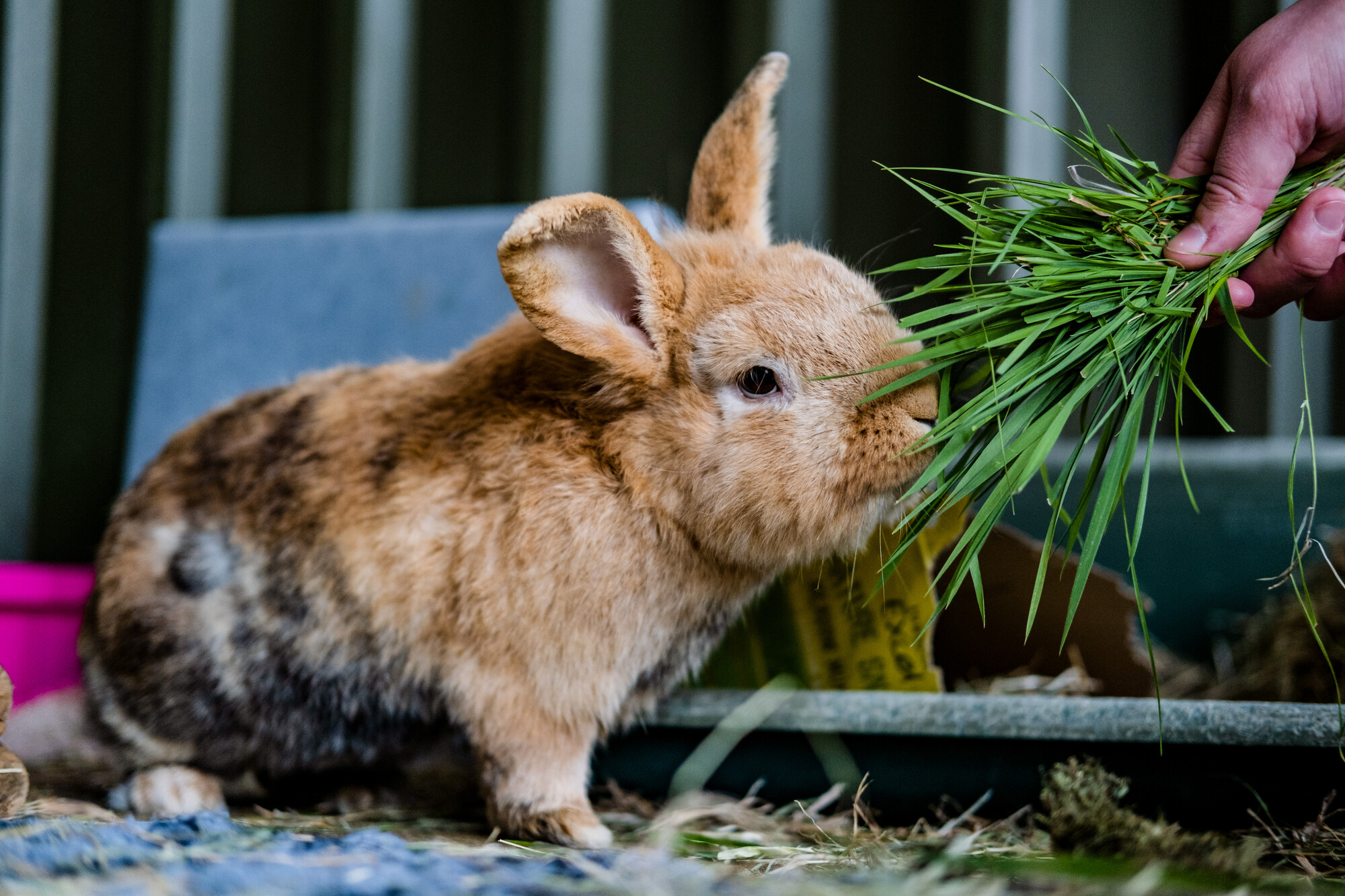 Brown rabbit eating grass from someone's hand