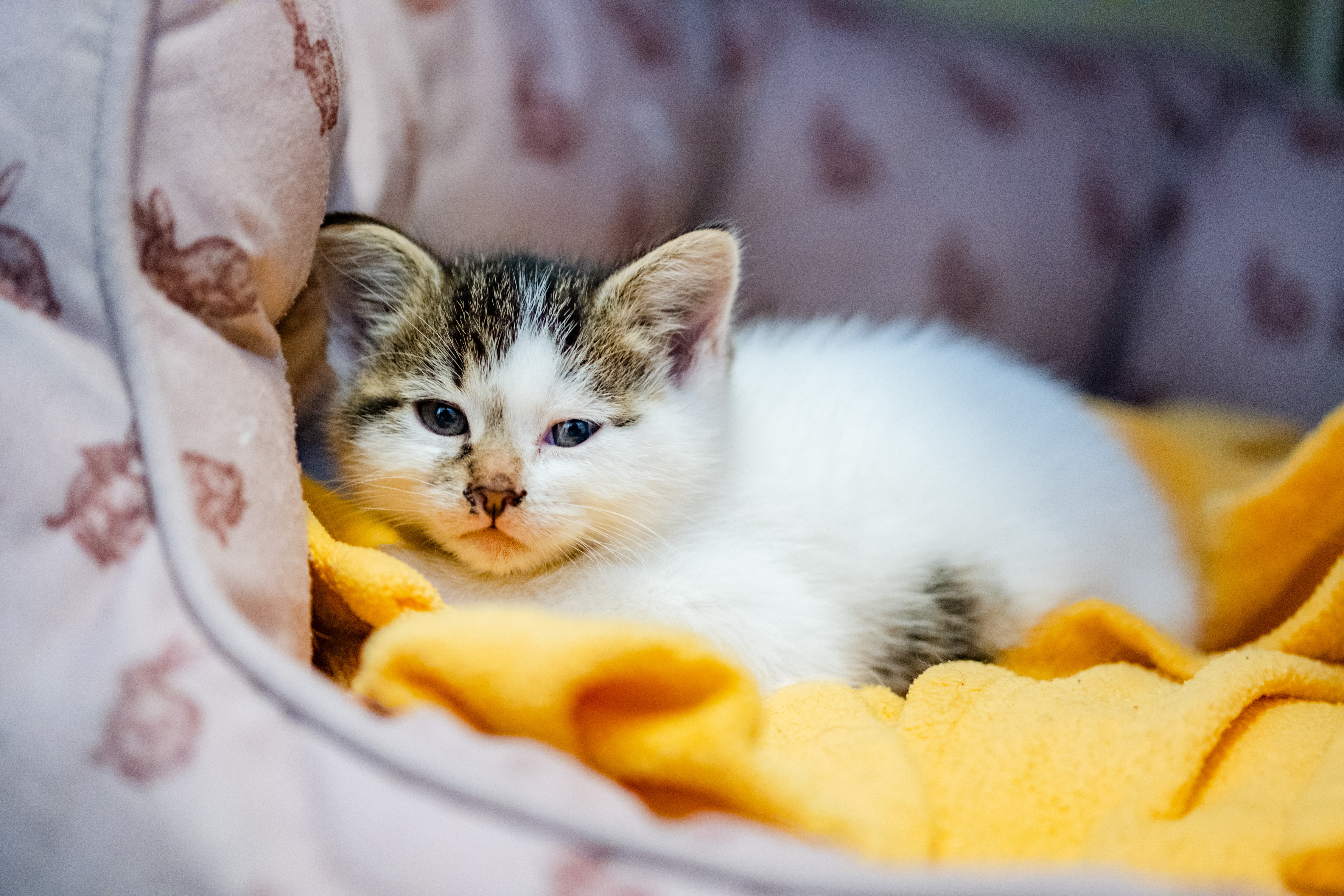 Kitten laying down