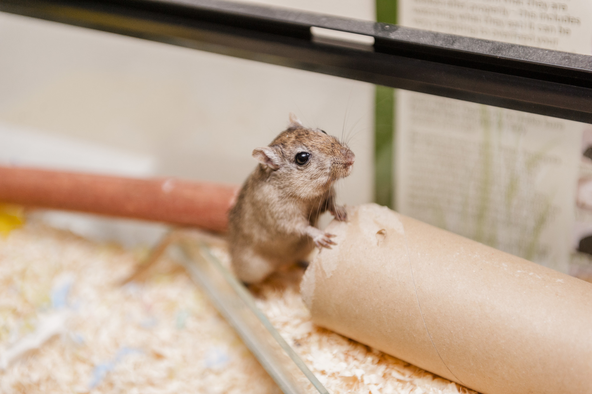 A brown gerbil standing in front of a cardboard tube