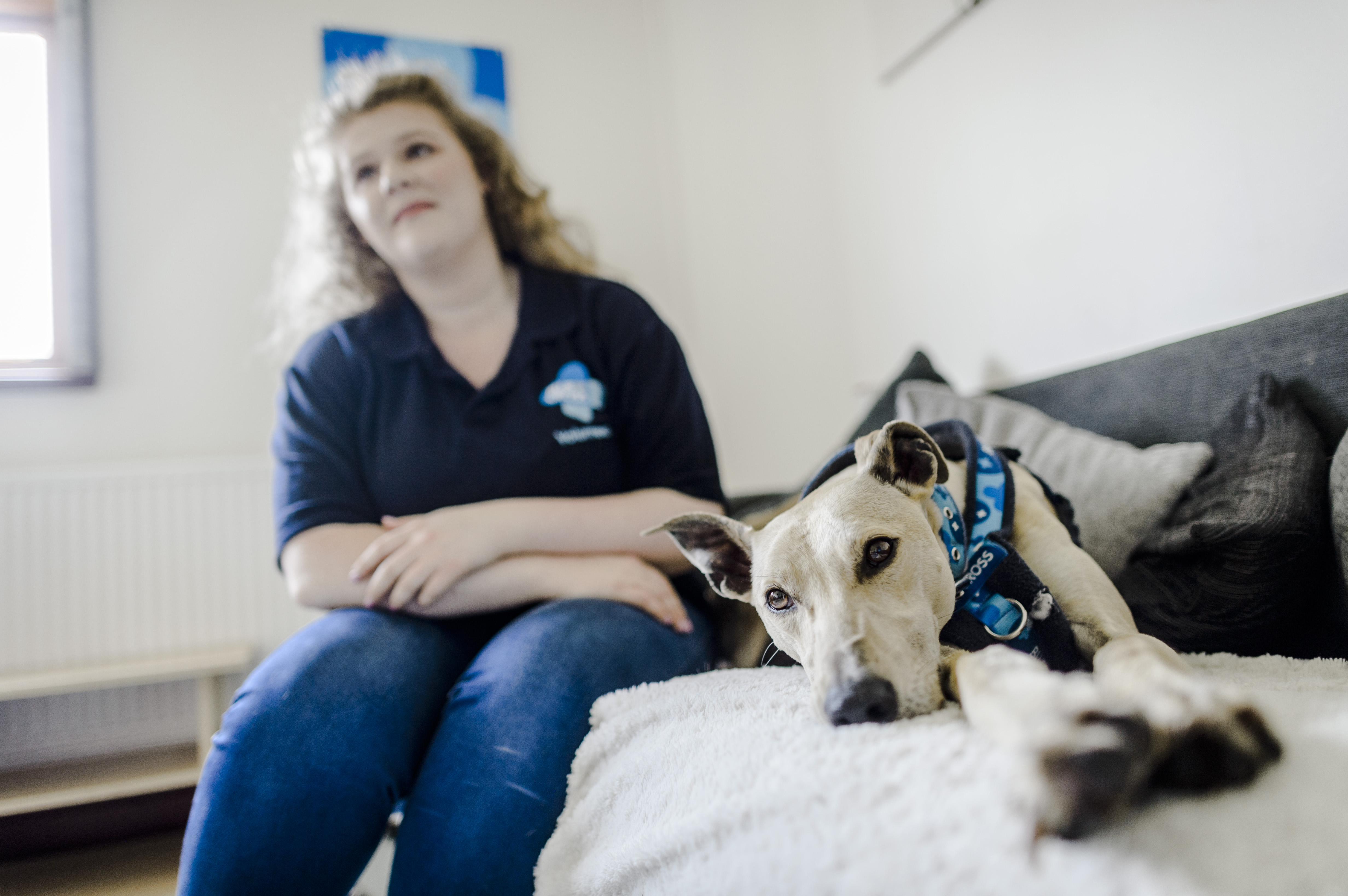 Greyhound Hugo lazes on the sofa next to a Blue Cross female volunteer