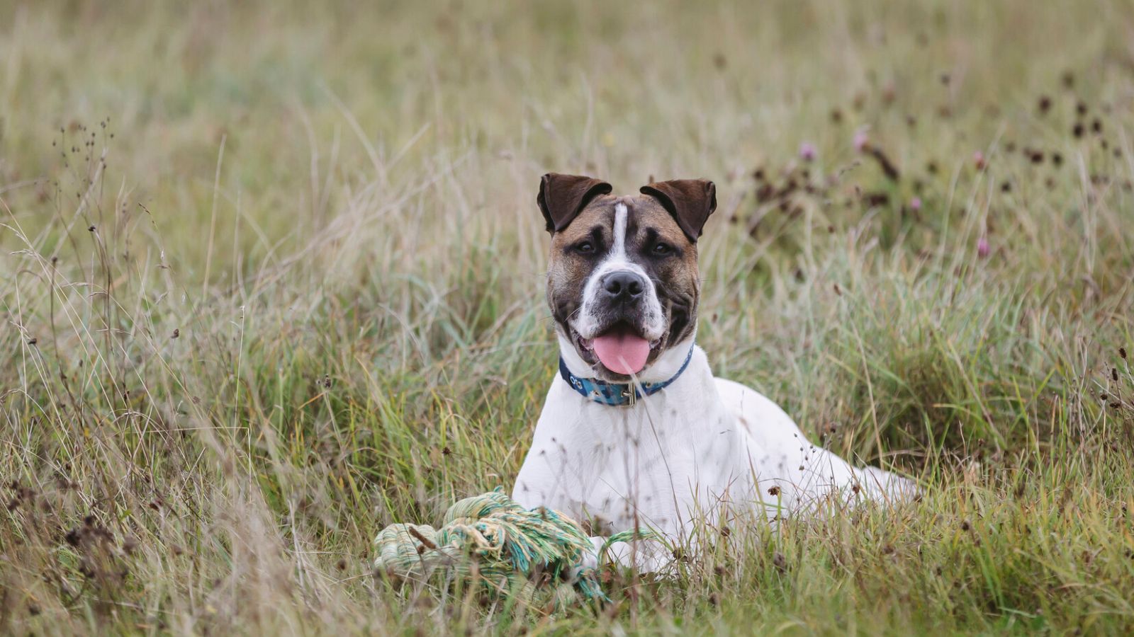A brown and white bull breed dog lies in a field of long grass and looks towards the camera