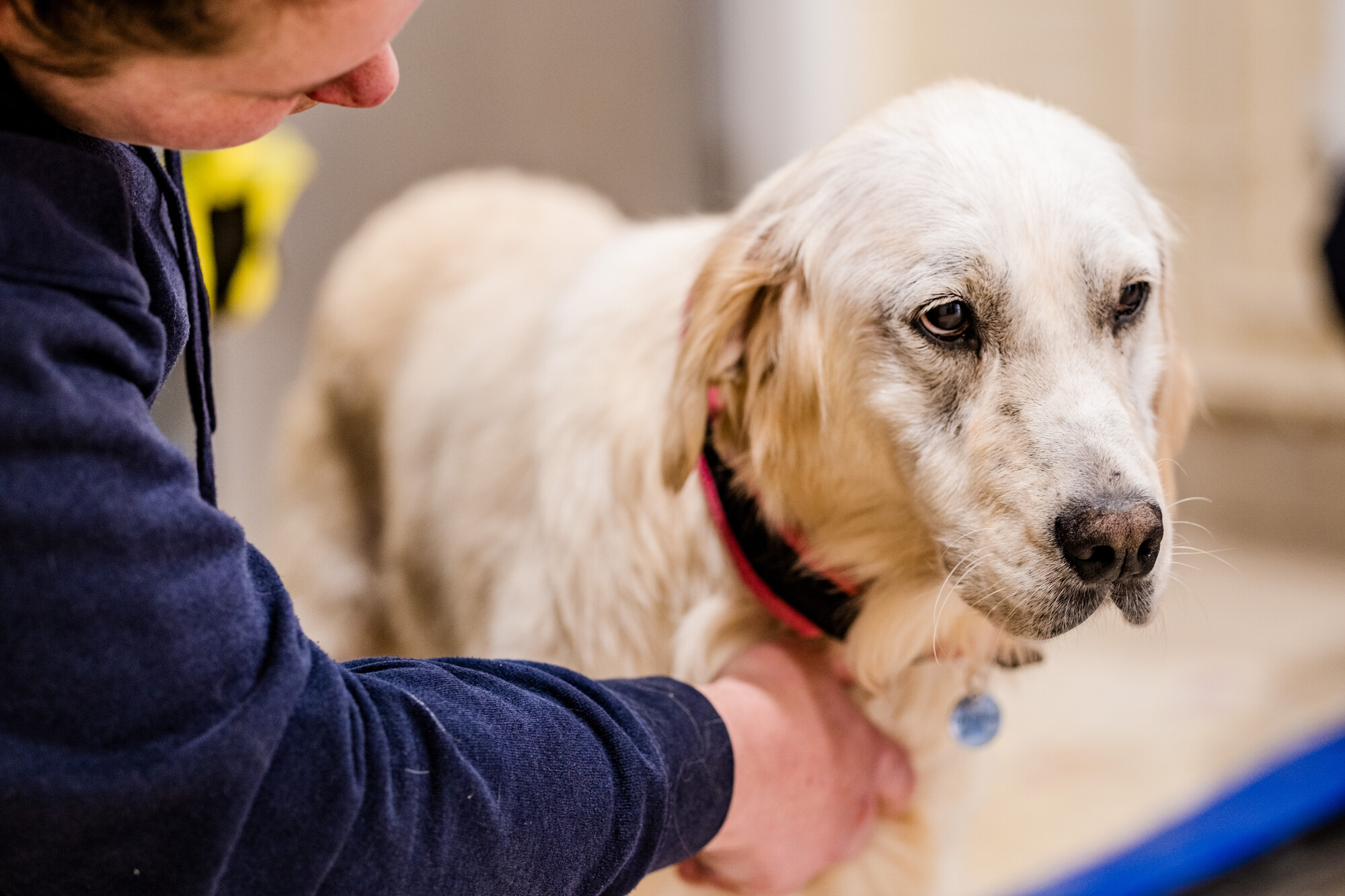 Amber looking sad and being comforted by Blue Cross team member