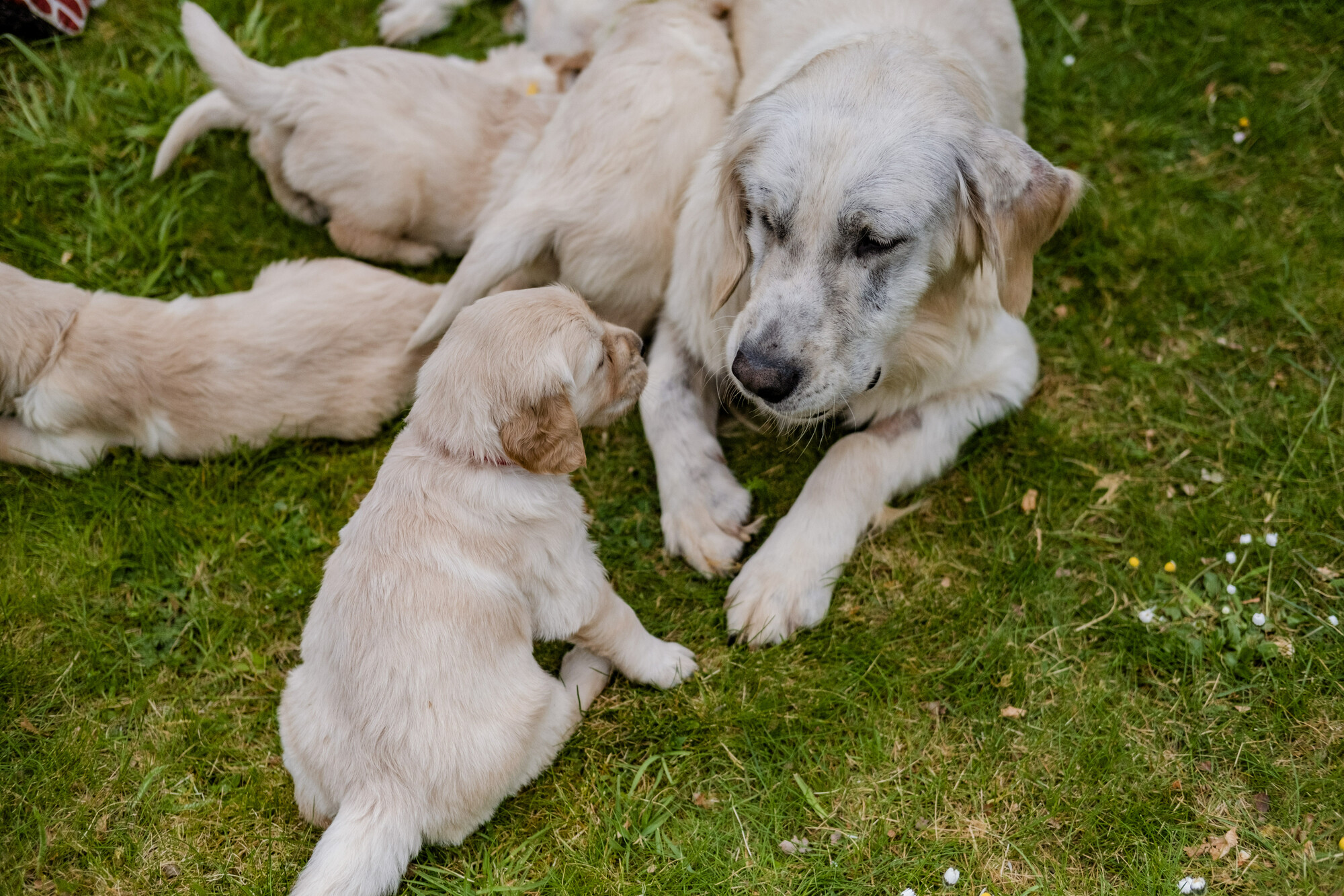 Amber lying on grass with her puppies when they were four weeks old