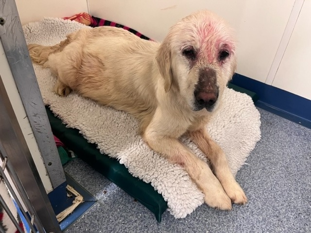 Amber when she first arrived in Blue Cross care with red raw sores over face
