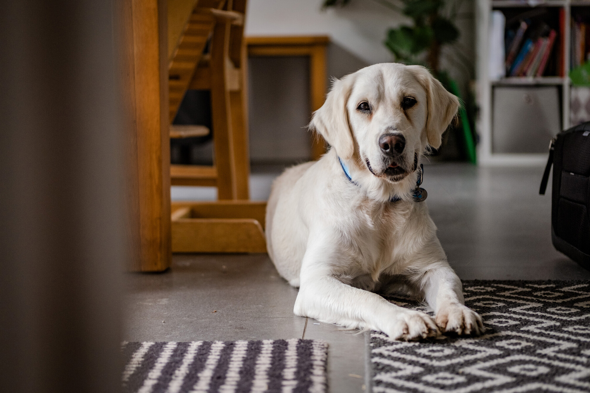 Amber lying on grey tiled floor looking into the camera