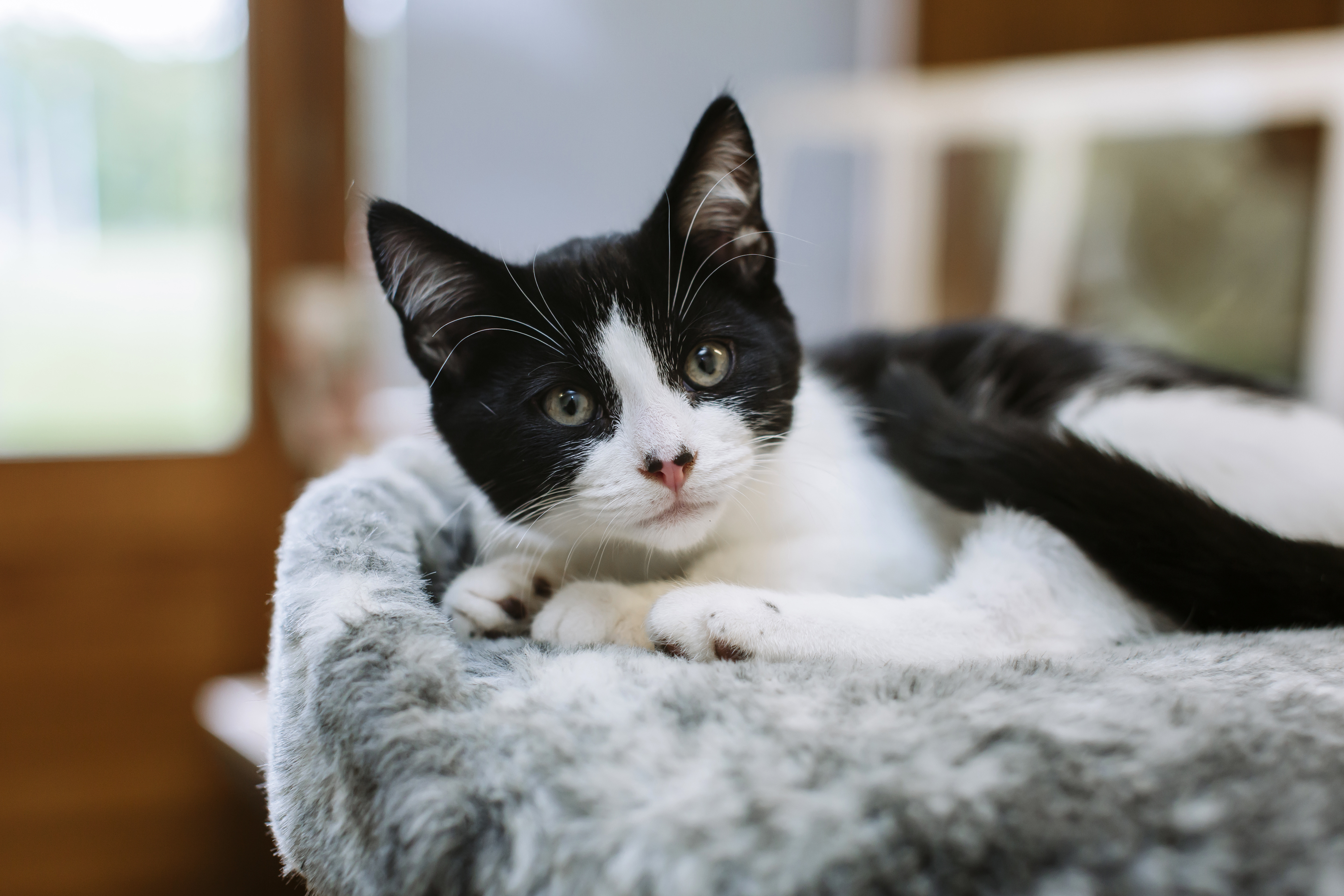 Black and white kitten resting in a grey bed