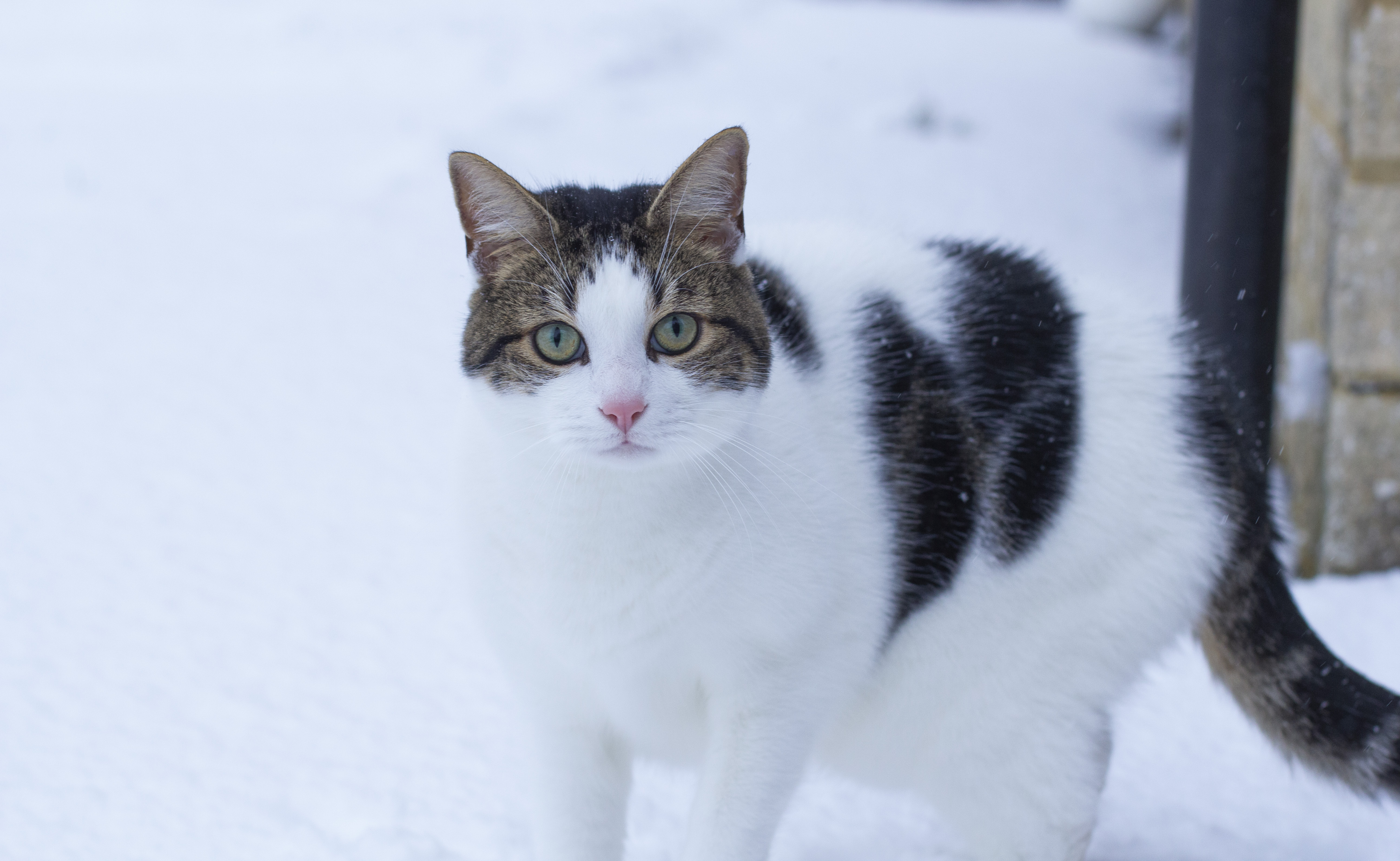 Cat standing outside in the snow 