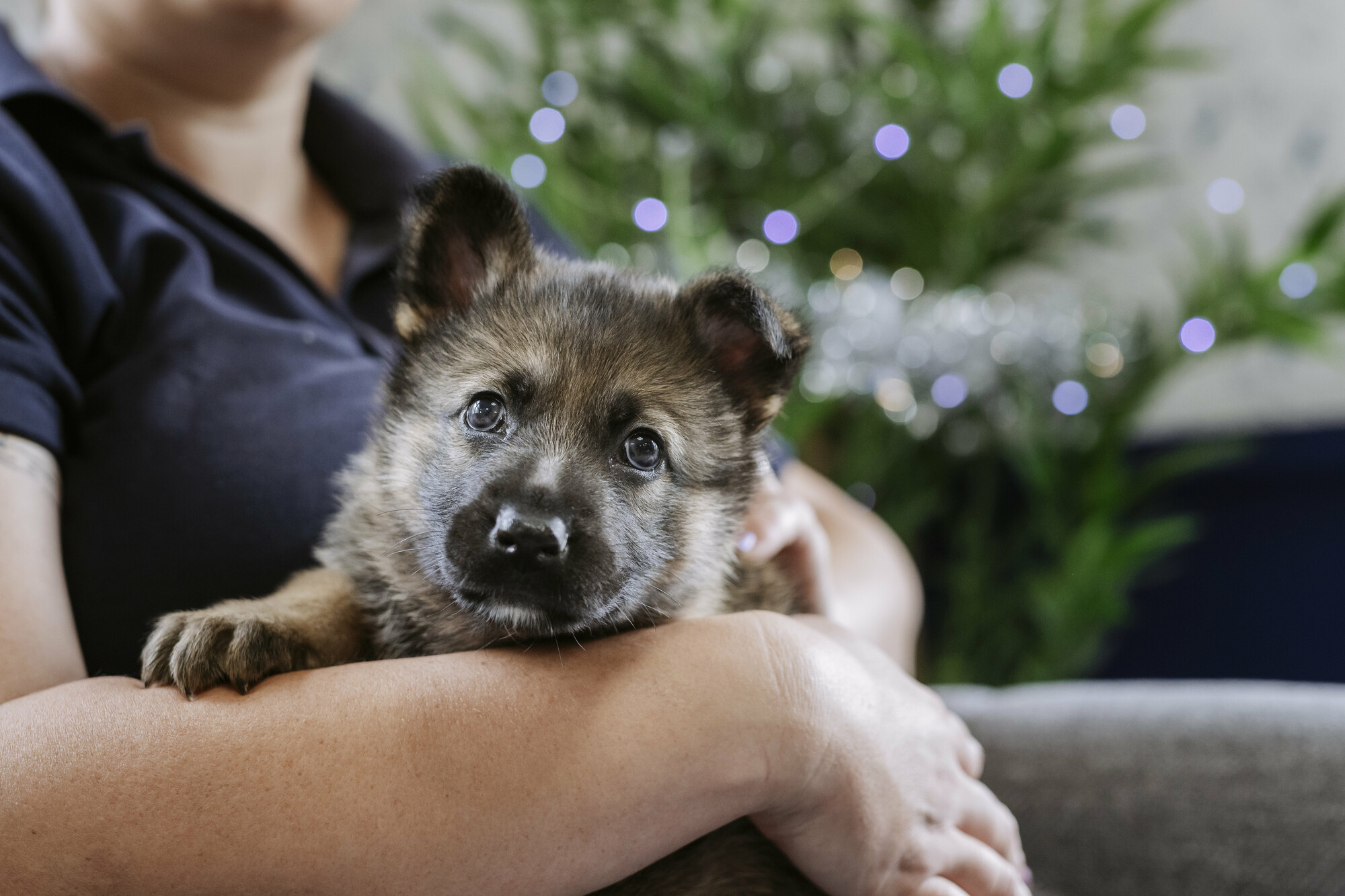 Mitzi in the arms of a Blue Cross worker with Christmas lights in the background