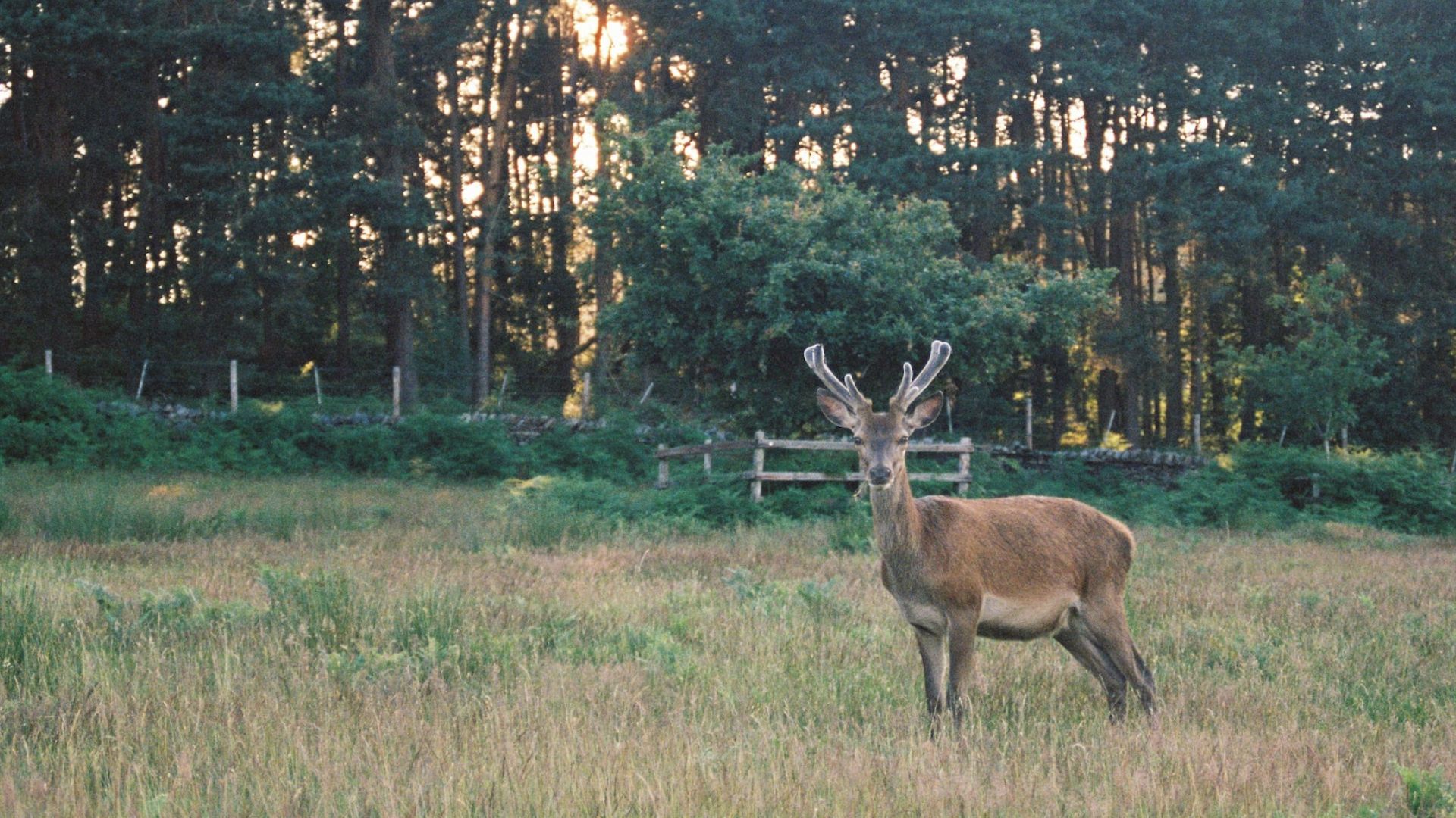 A deer in the distance with trees in the background. Photo by Dominik Pearce.