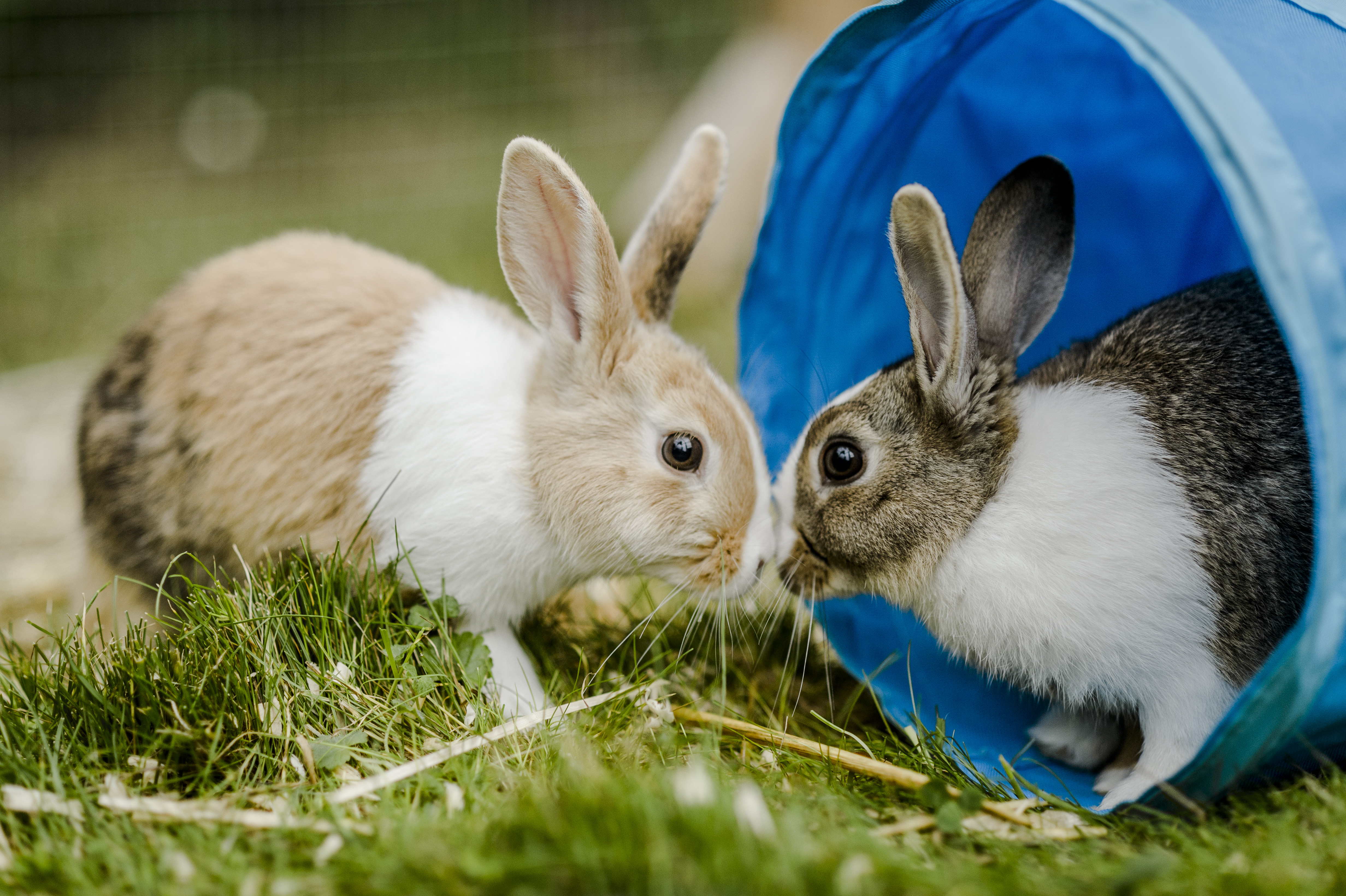 Two brown and white rabbits in a blue tunnel on a grassy garden 