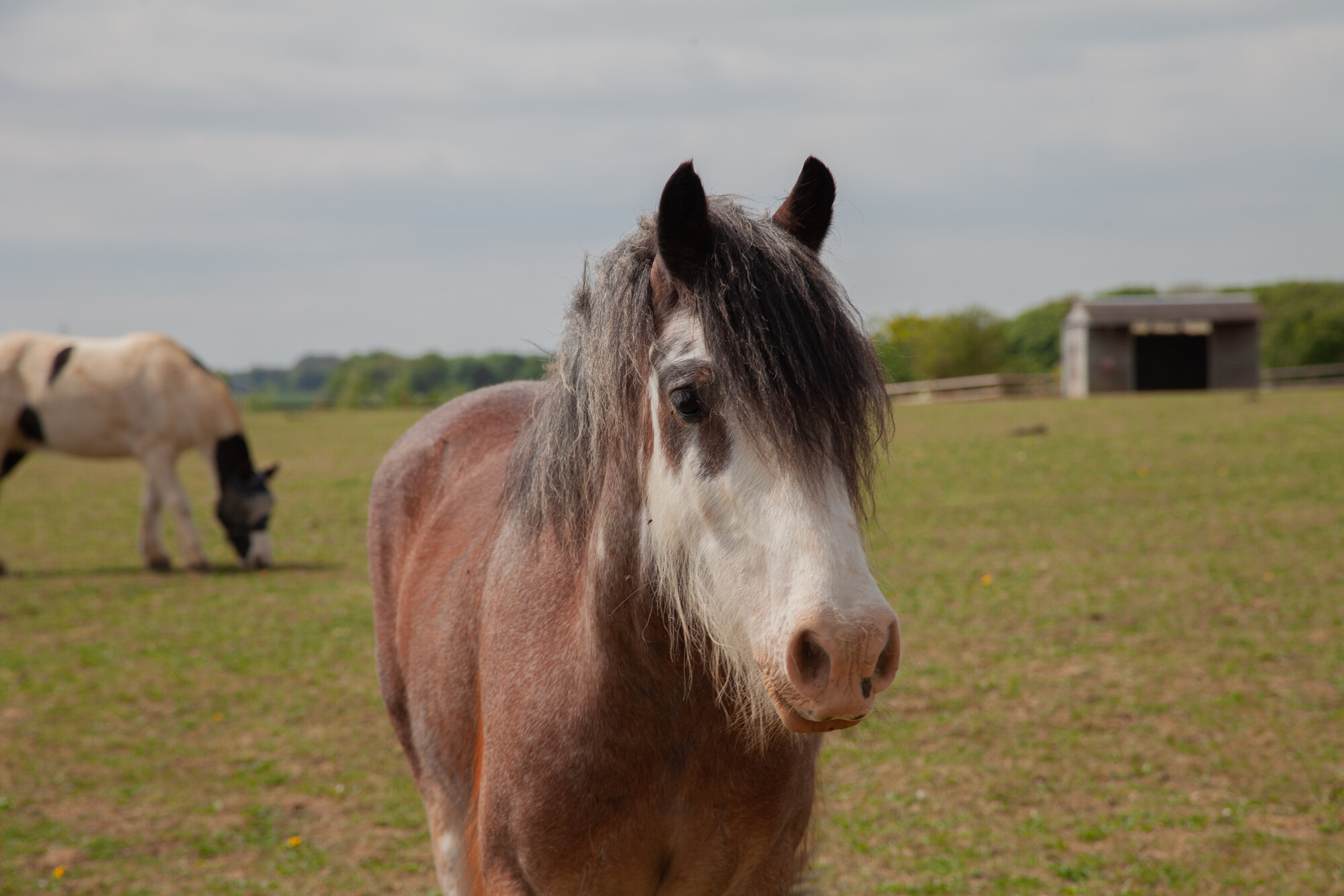 Brown and white horse in a field with a shelter and another horse in the background