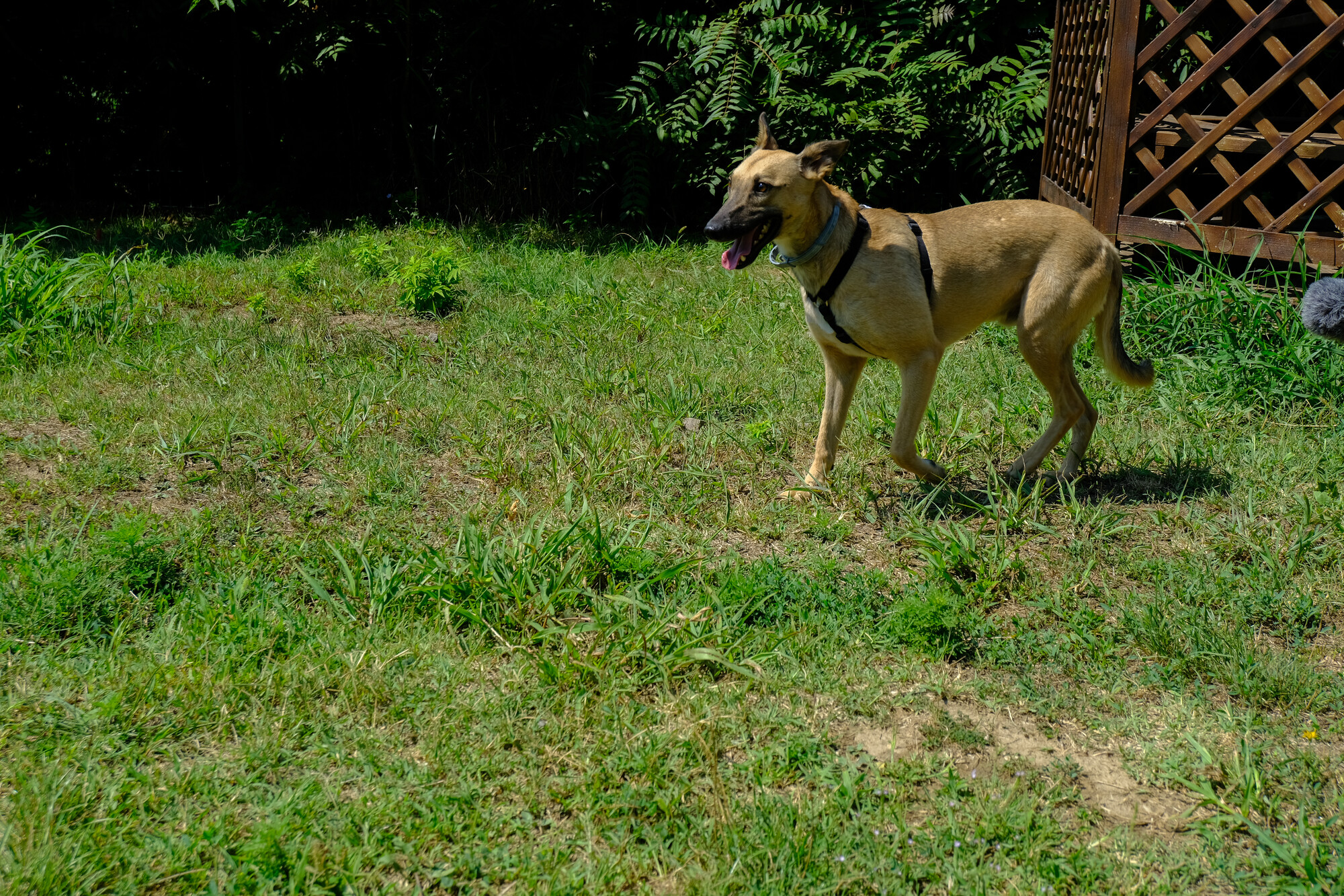 Dog Giorgio, a tan-coloured cross-breed, explores the garden at Save the Dogs in Romania