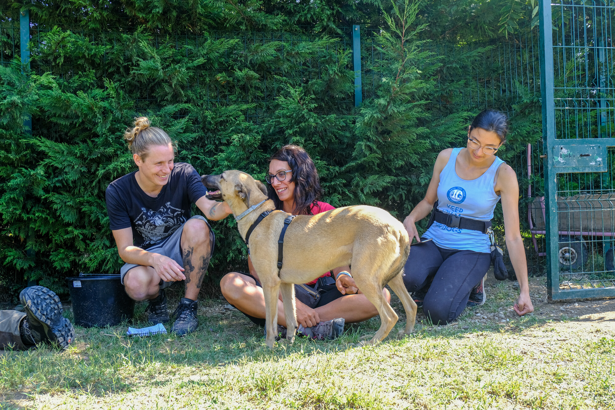 Tan-colour dog Giorgio enjoying some fuss from three members of the Save the Dogs team in the garden